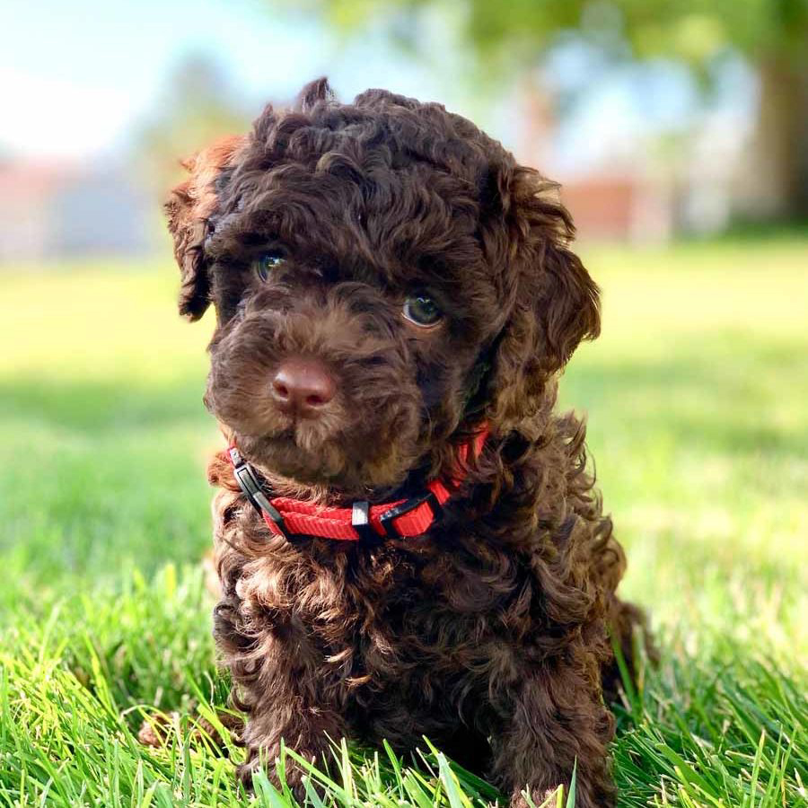 A Bernedoodle with a white and black color combination