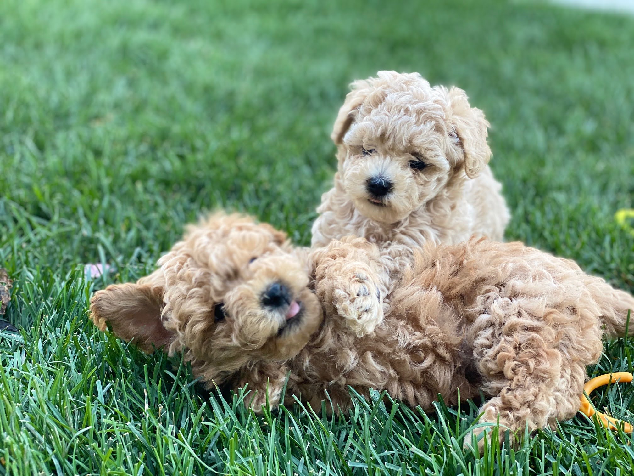 Two young brown poodle puppies energetically frolic amidst the lush green grass