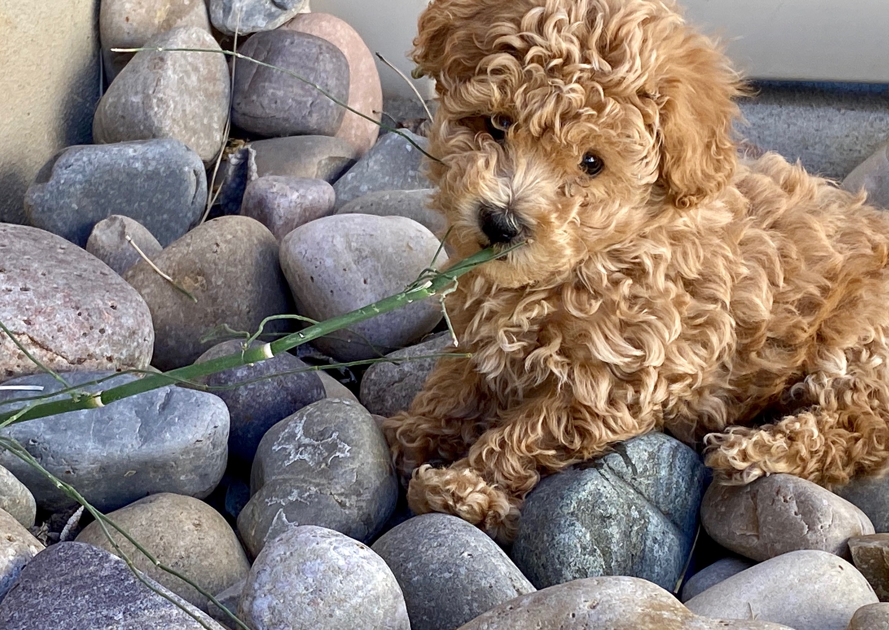 A small brown dog calmly perched on a cluster of rocks.