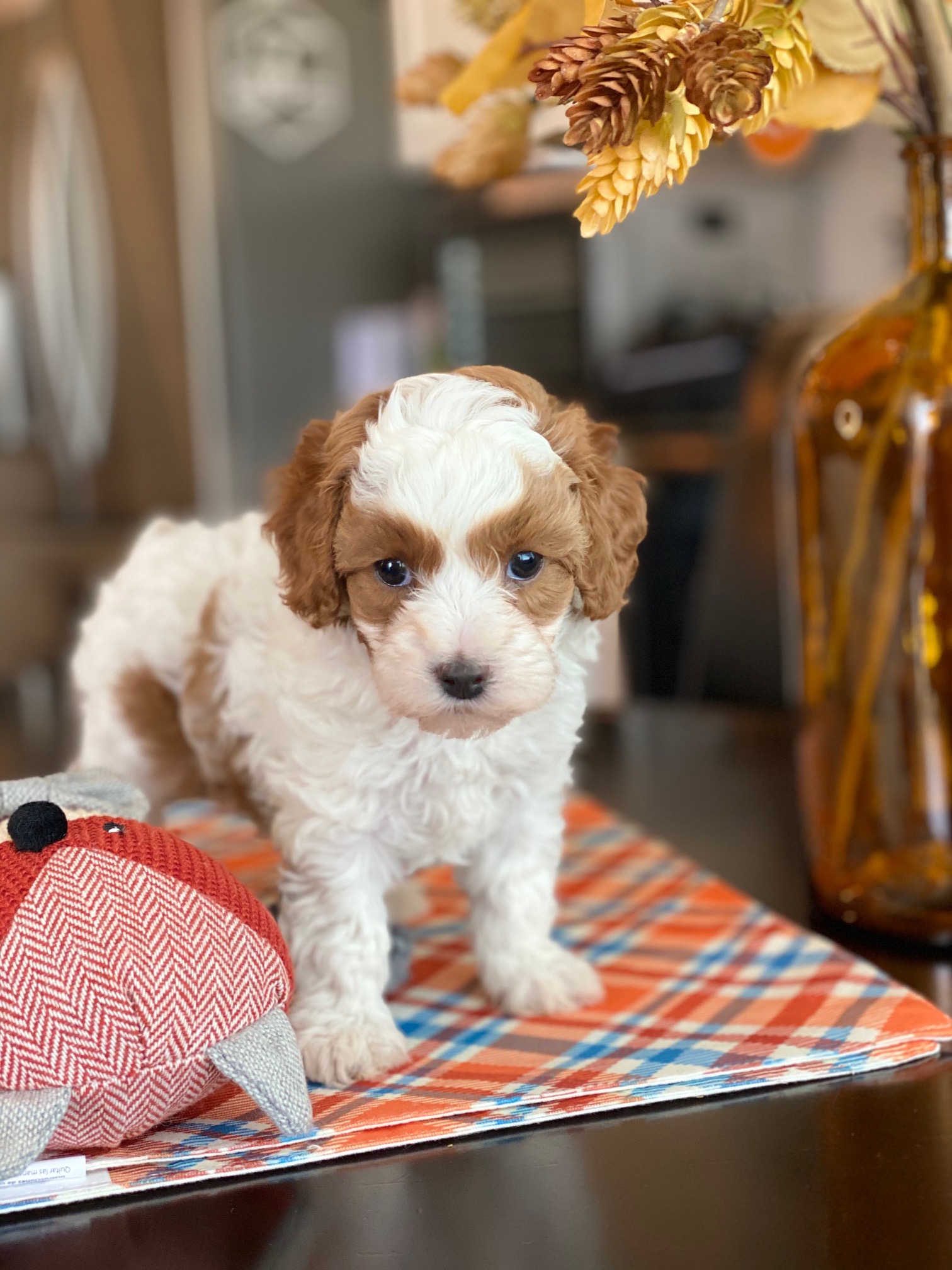 An adorable puppy, displaying a combination of white and brown fur, resting on a table surface.