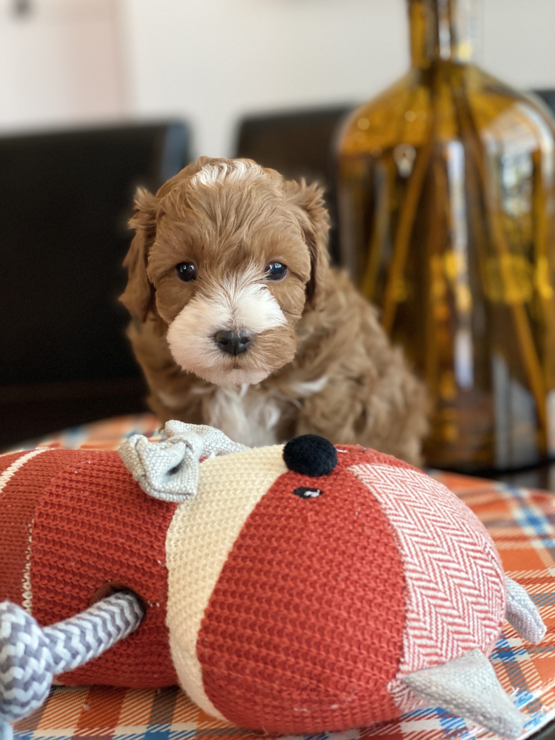 A small brown and white puppy sitting on a red and white striped pillow.