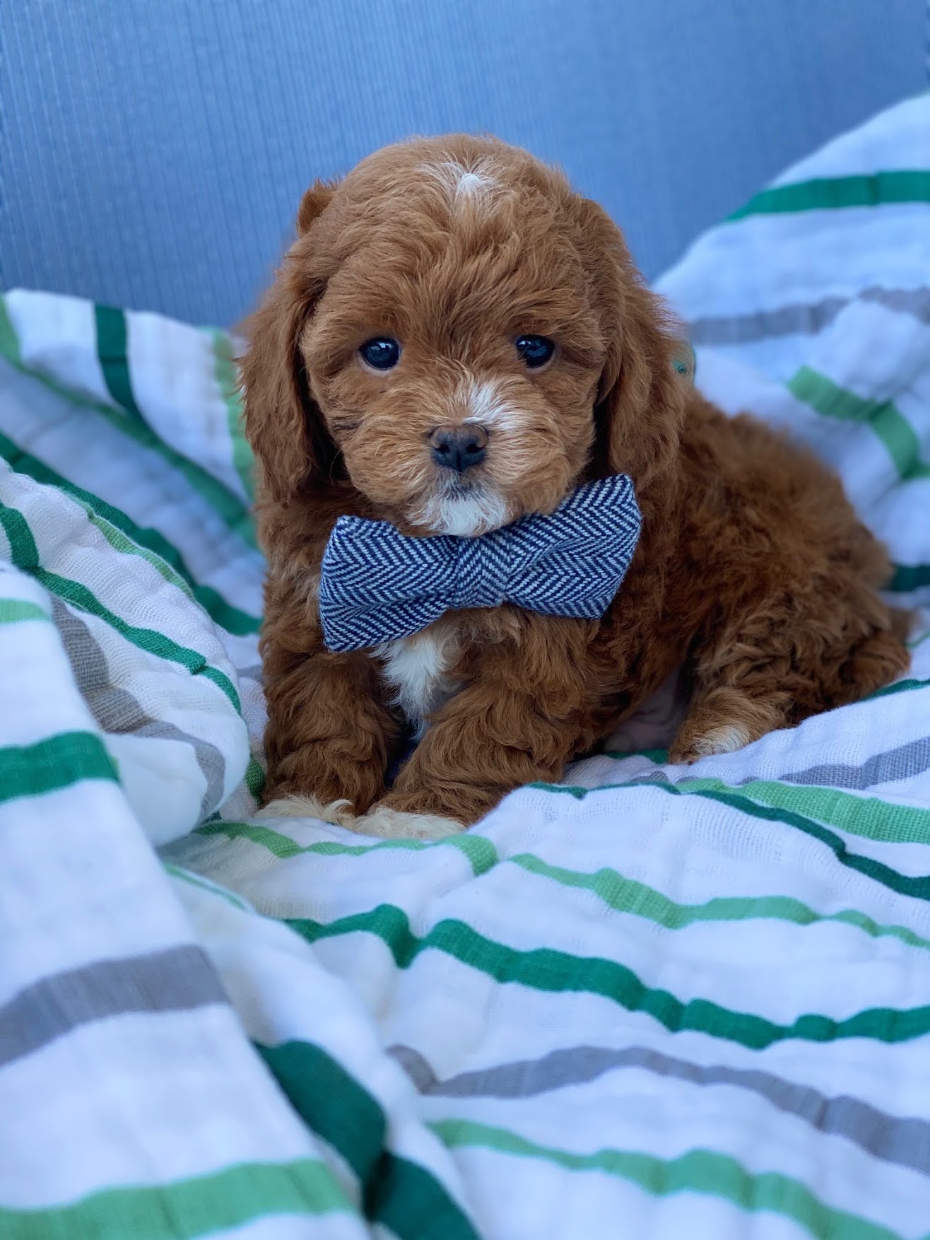 A charming brown puppy wearing a dapper bow tie on its head, looking adorable and playful.