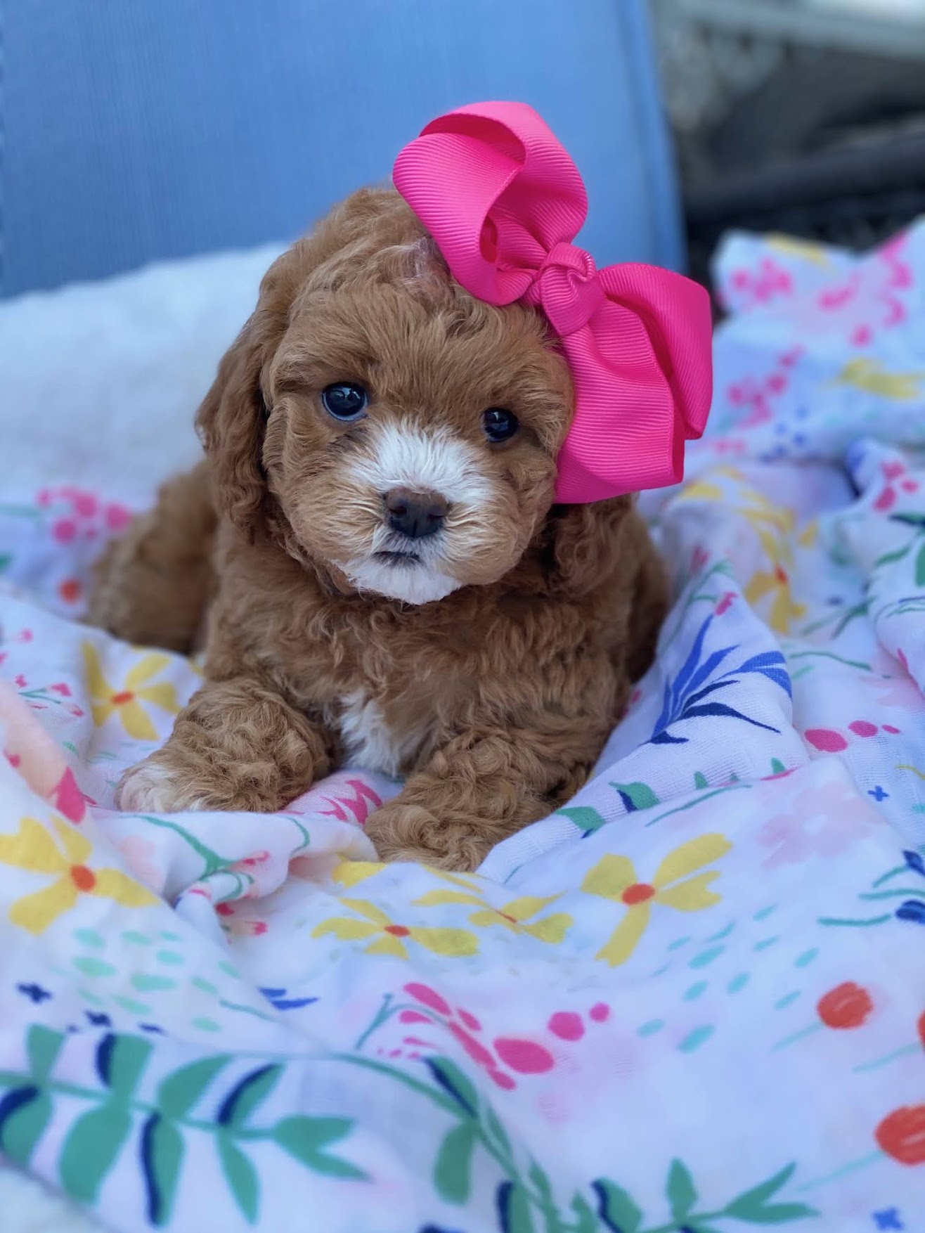 A small brown puppy wearing a delicate pink bow on its head, looking adorable and charming.