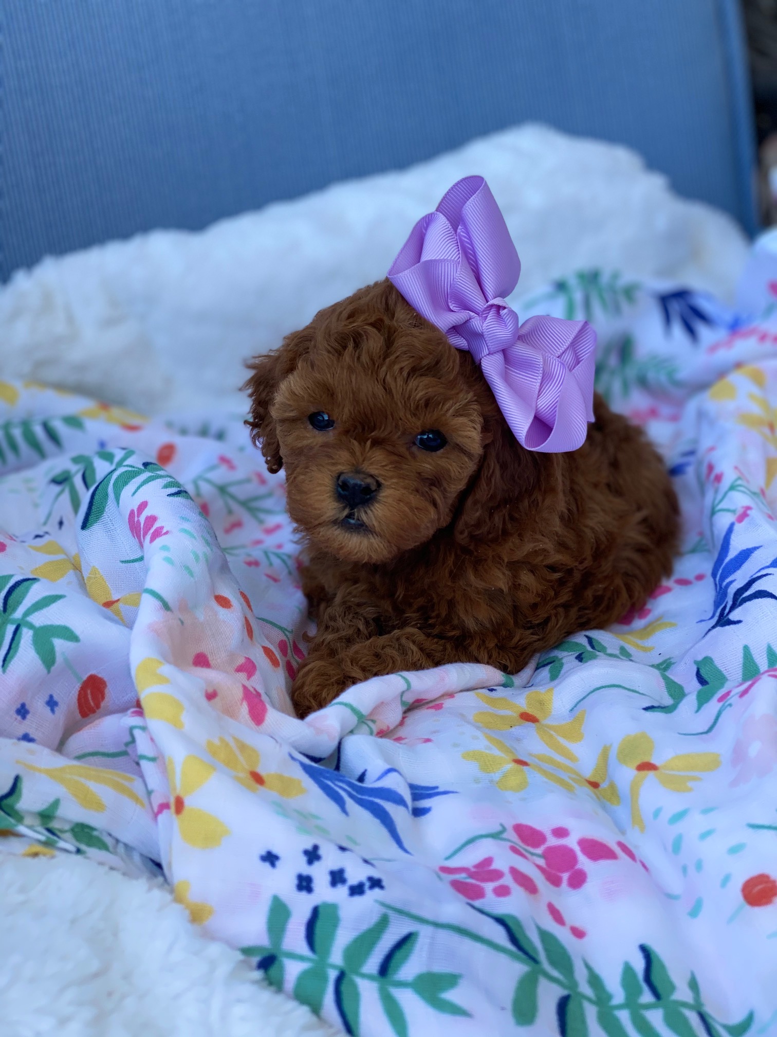 A small brown puppy with a purple bow rests peacefully on a soft blanket.