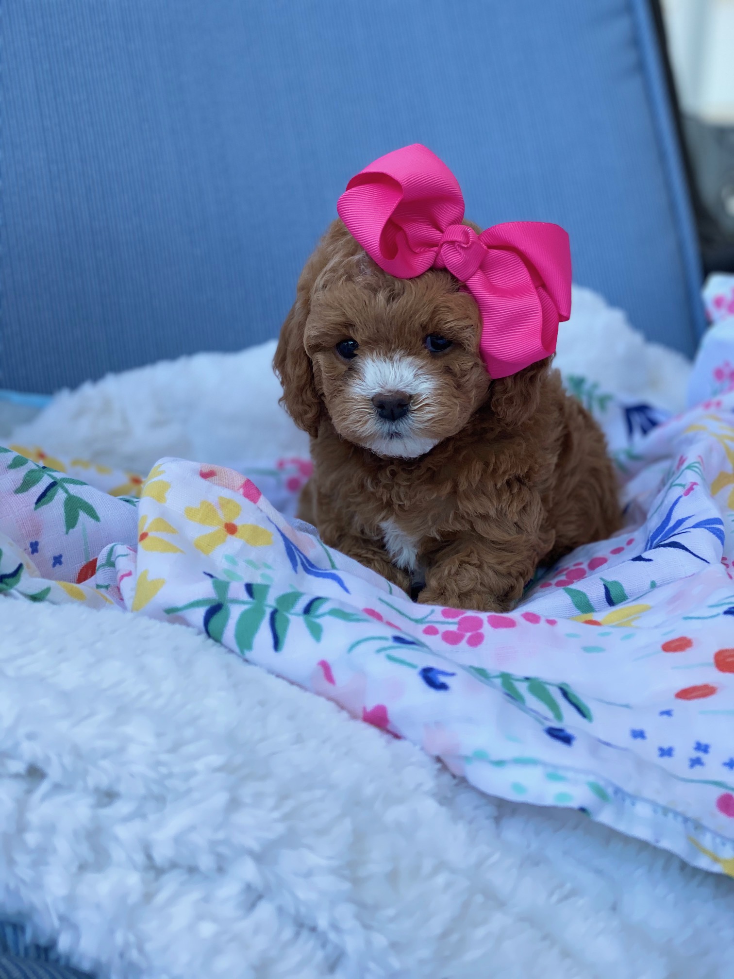A small brown puppy with a pink bow sits gracefully on a soft blanket, exuding an adorable charm.