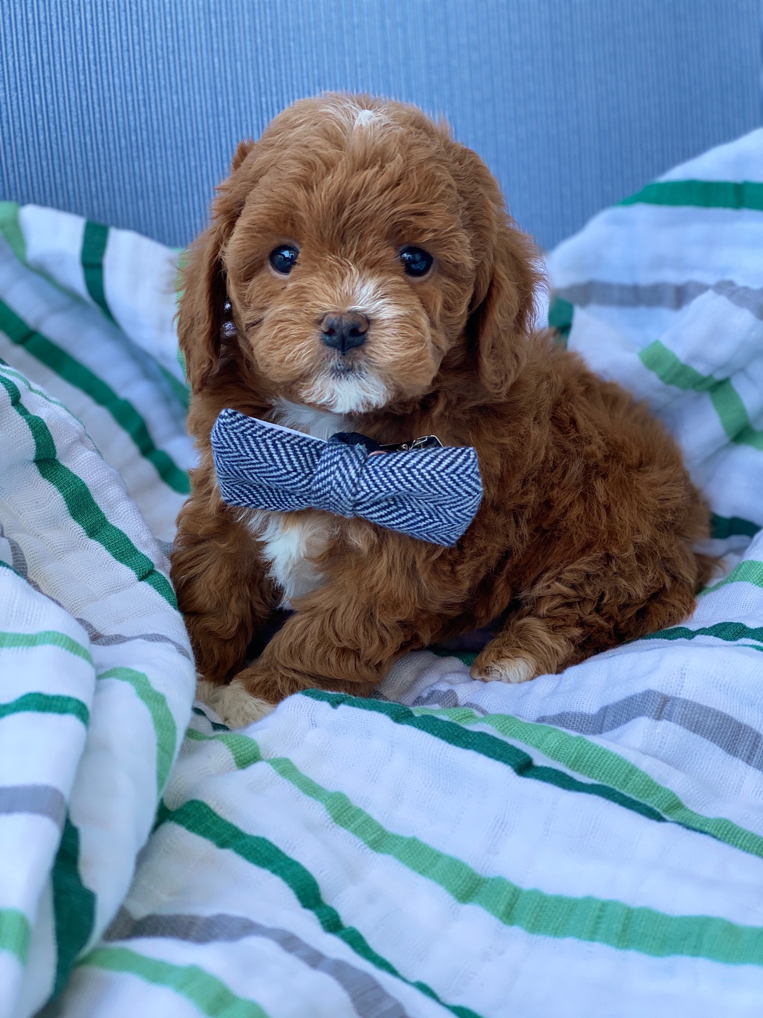 A tiny brown puppy with a charming bow tie is sitting on a bed, looking adorable.