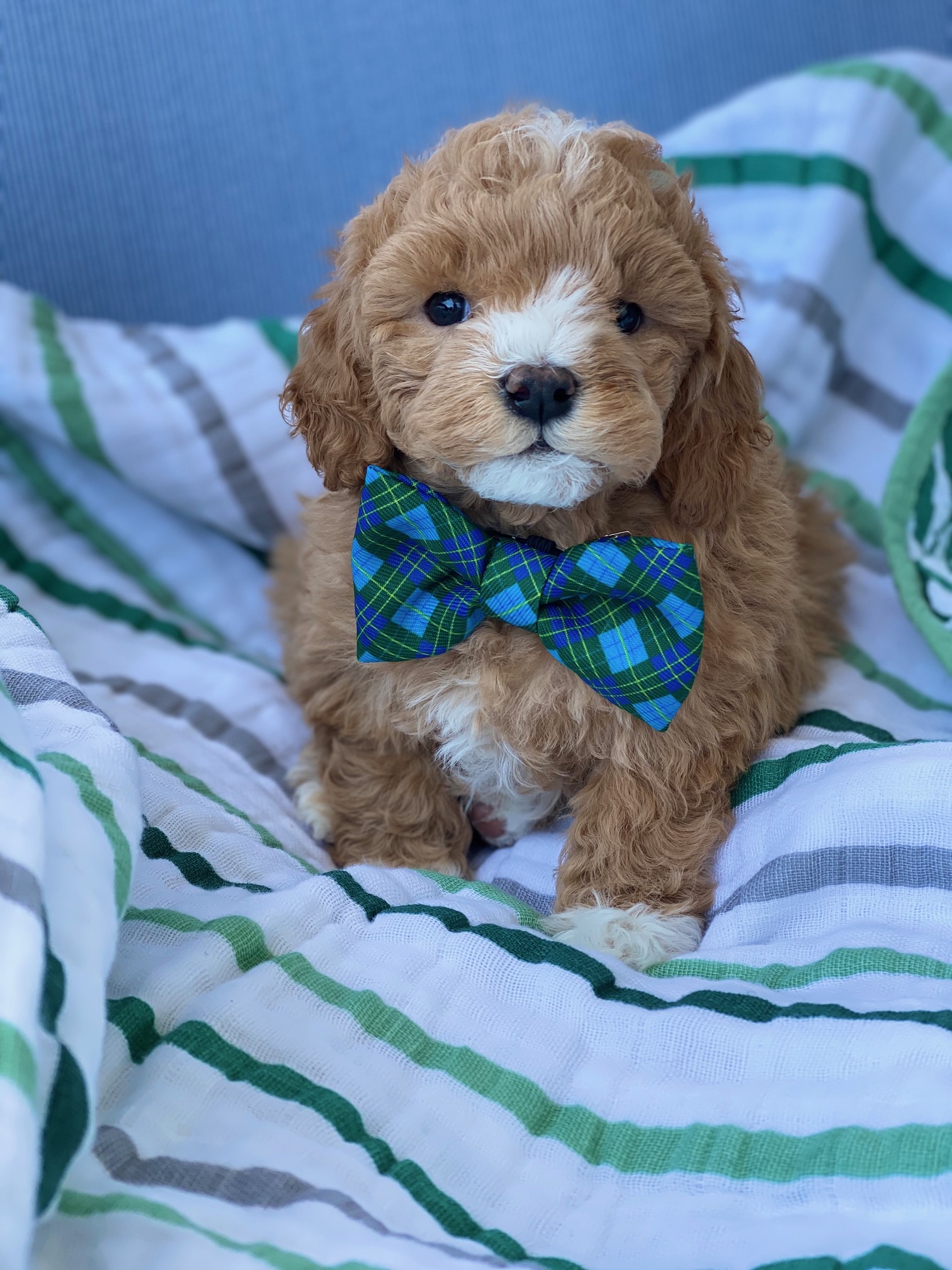 A small brown puppy with a neatly tied blue and green plaid bow tie around its neck.
