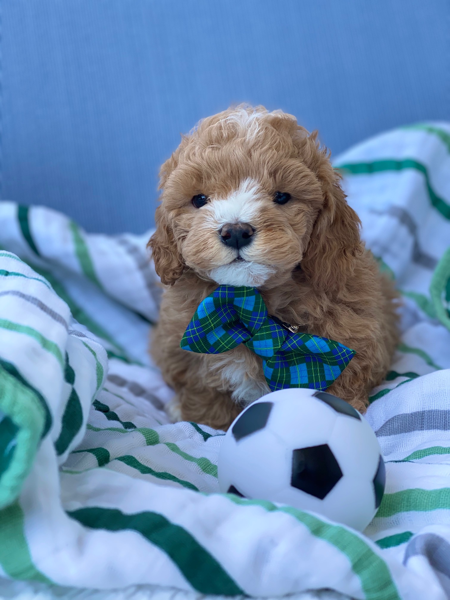 A tiny brown puppy wearing a blue bow tie is sitting on a bed, looking adorable.