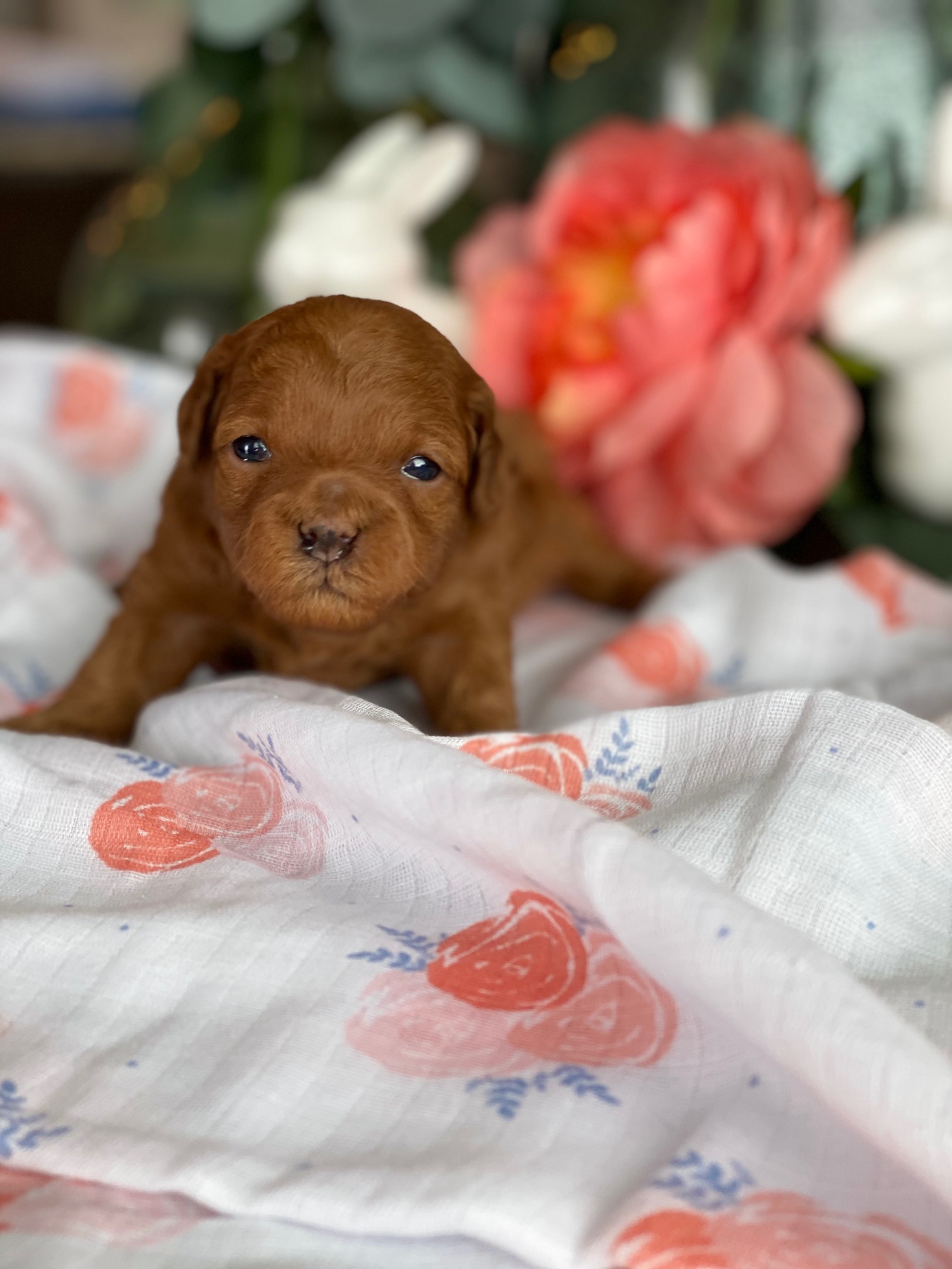 A small brown puppy peacefully rests on a floral blanket, surrounded by delicate flowers.