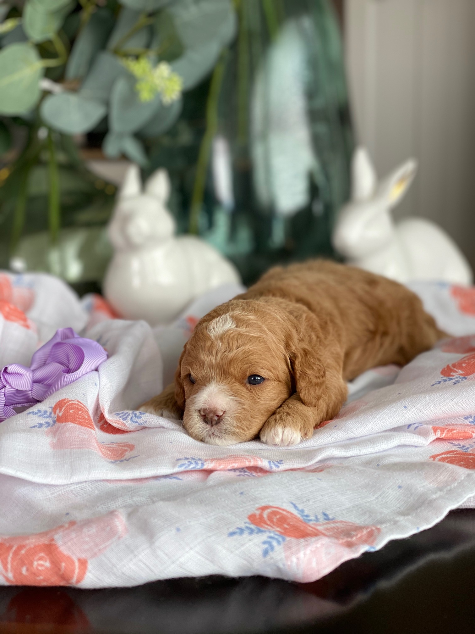 Resting on a cozy blanket, a small brown puppy lies serenely, its adorable face and tiny body creating a heartwarming scene.