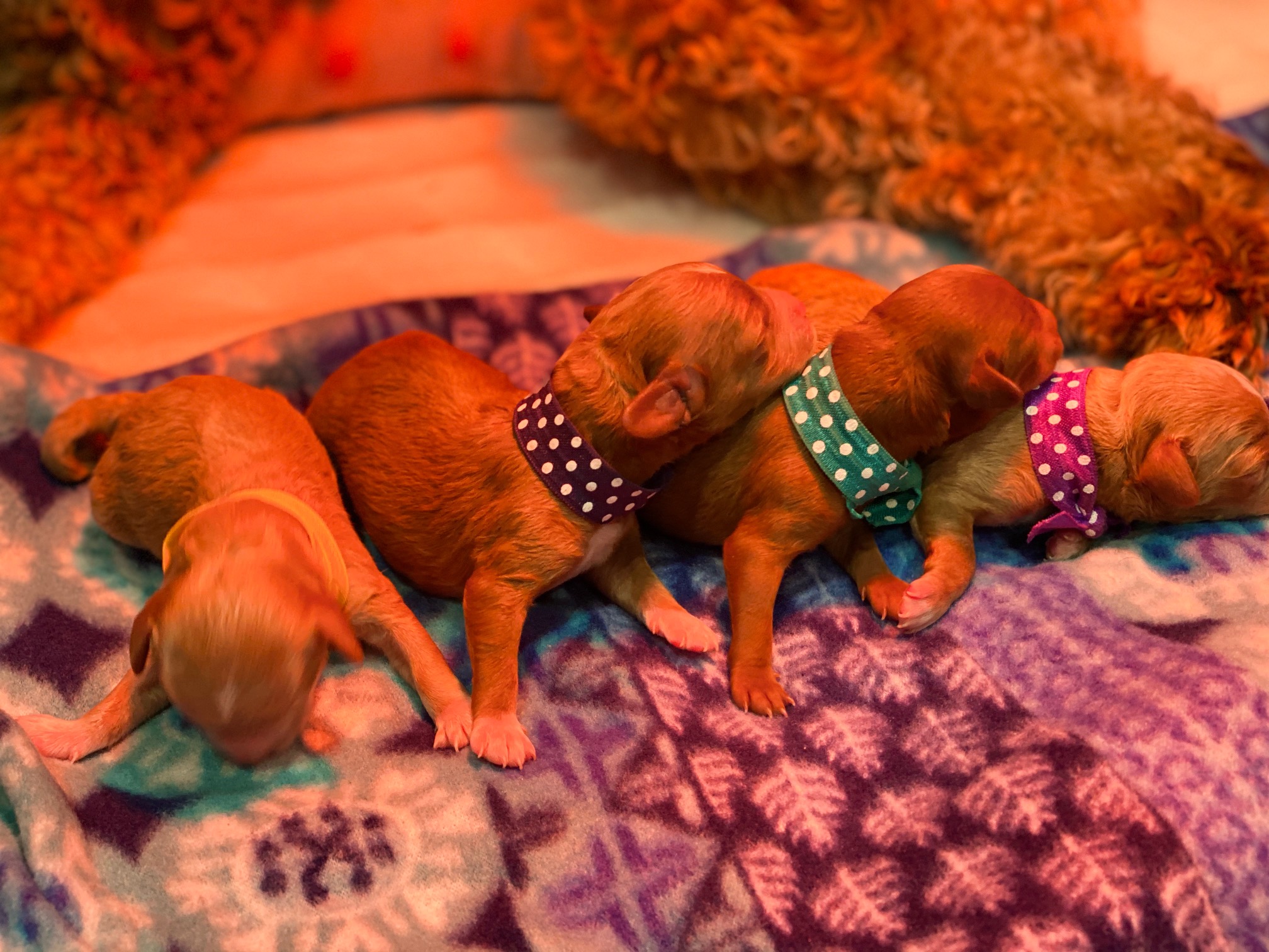 Four adorable puppies peacefully resting on a soft blanket
