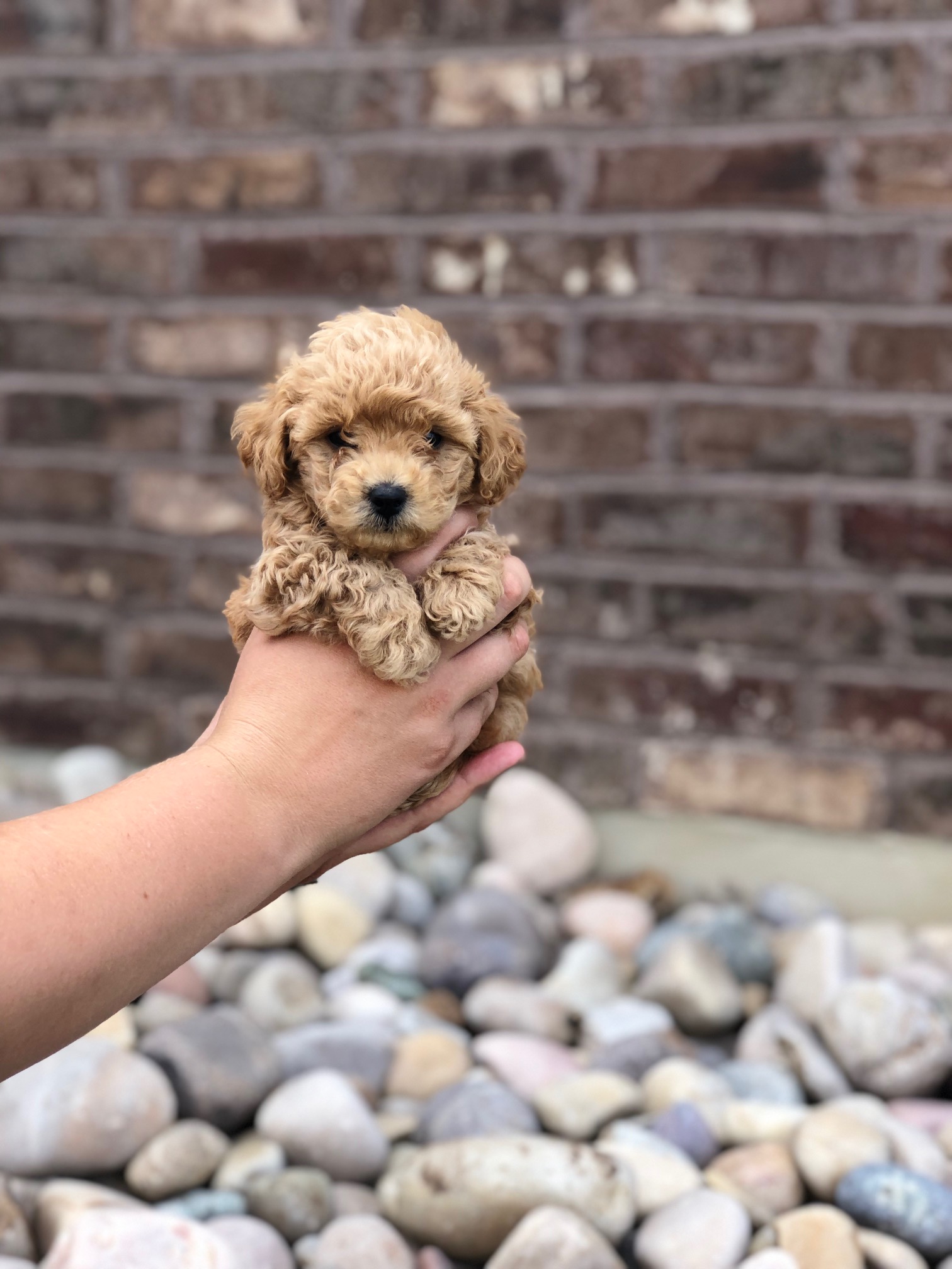 A person gently cradling a small brown poodle puppy against a backdrop of a sturdy brick wall.