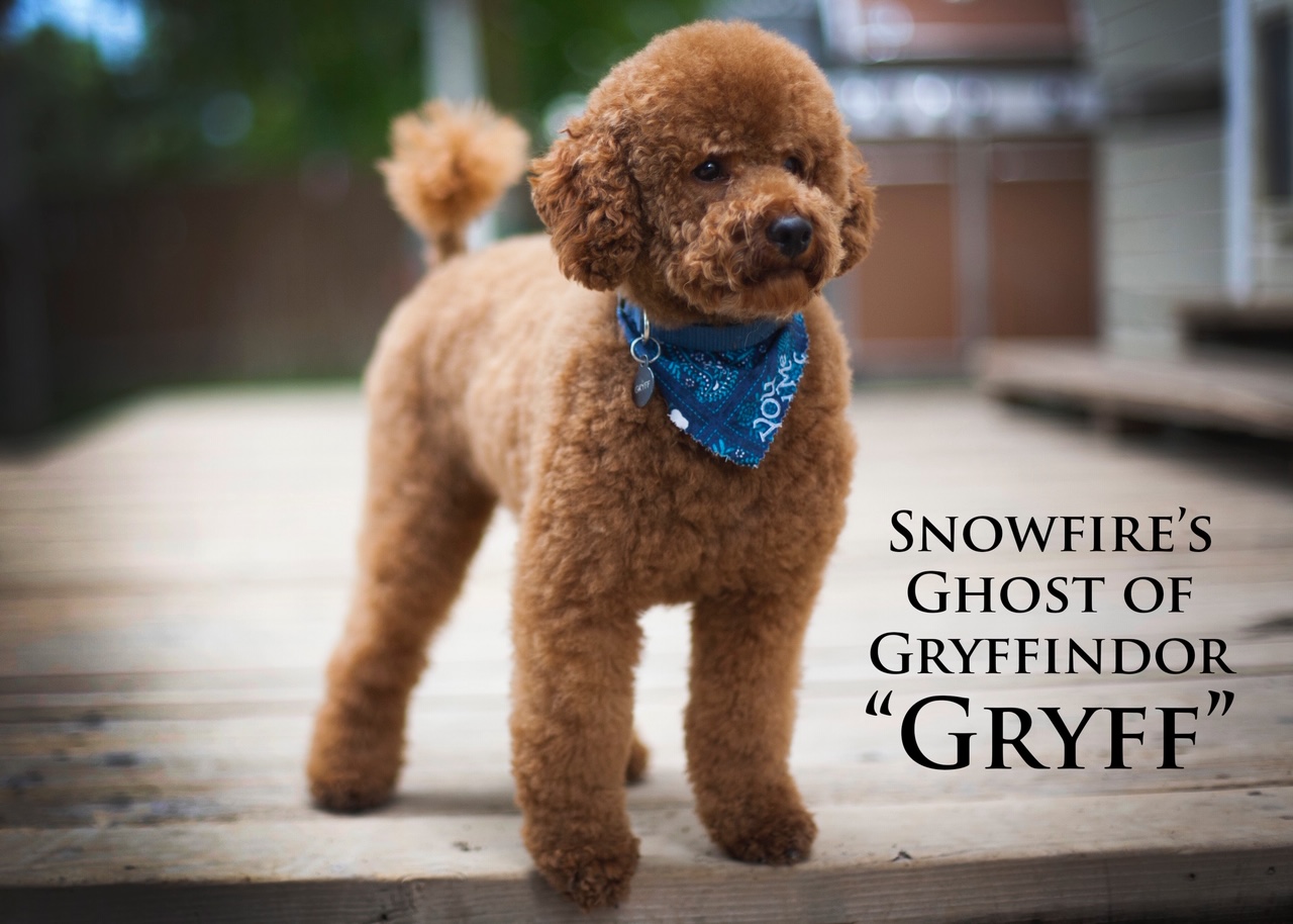 Gryff Doodle Dog Breeder Little Teton Doodles