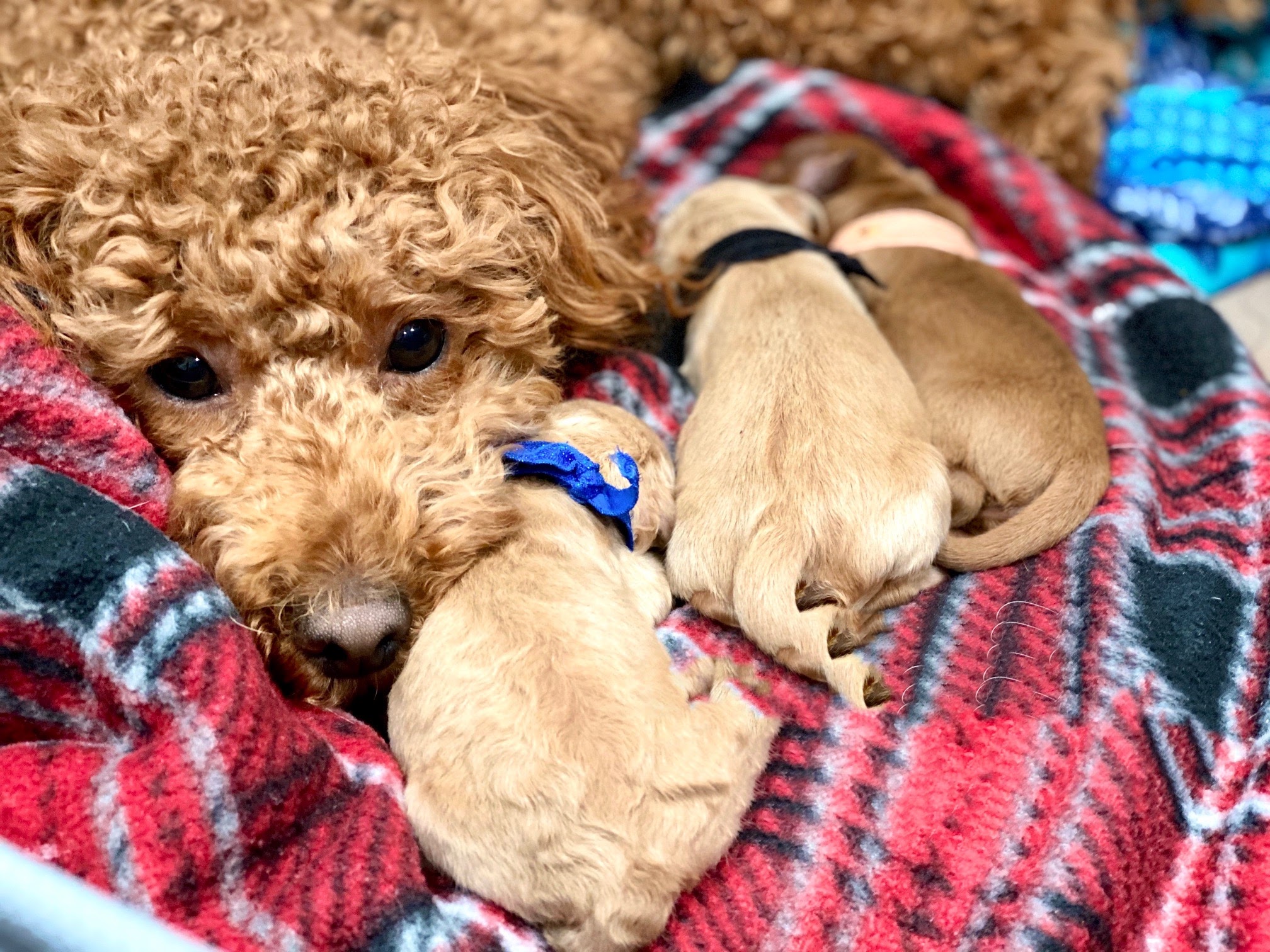 Little Teton Doodles Doodle Dog Breeder Goldendoodle