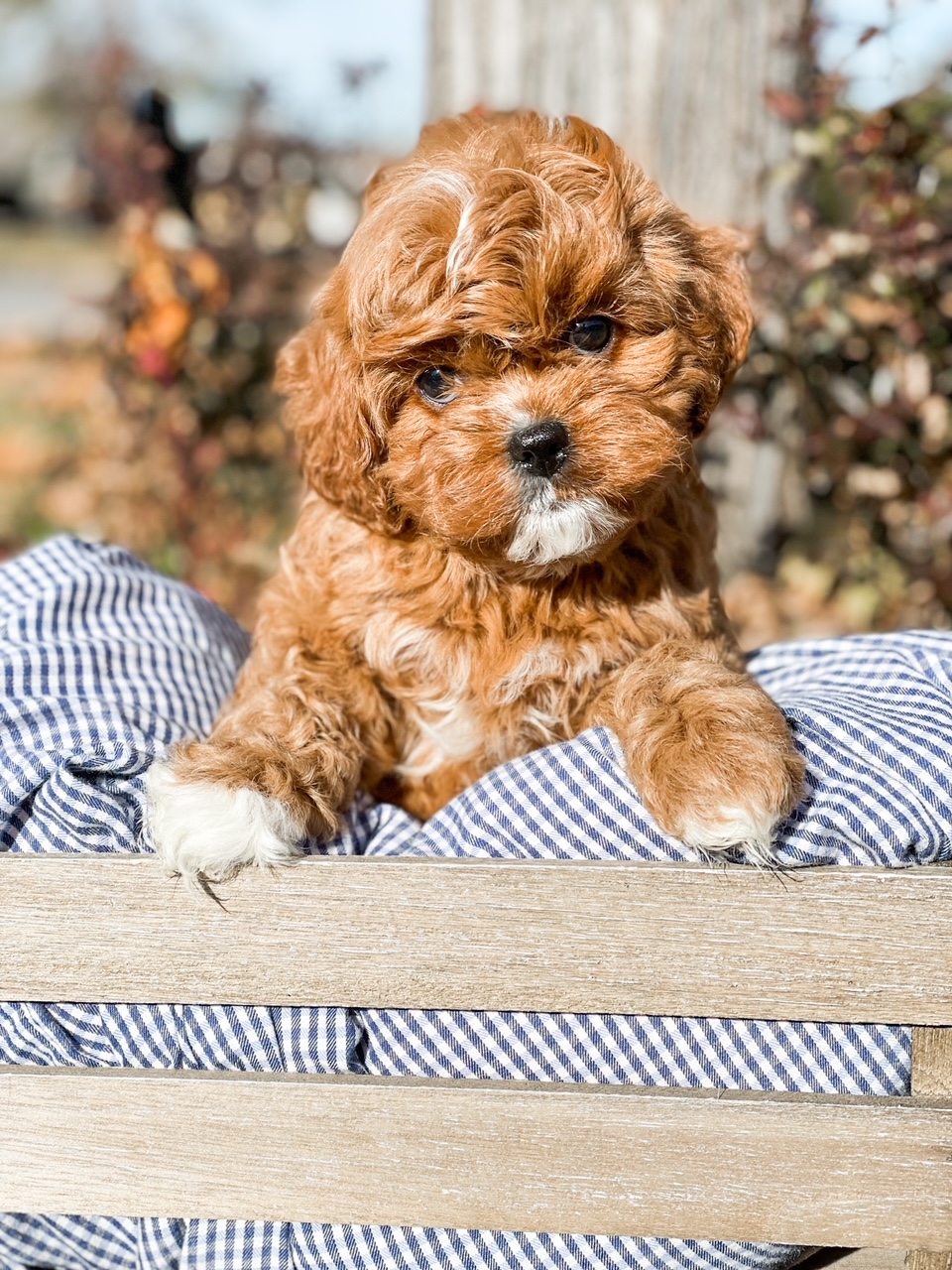 A small brown and white puppy sitting obediently on a wooden bench, displaying its adorable innocence.