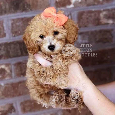 A person gently cradling a small brown puppy, adorned with a delicate pink bow, showcasing a heartwarming bond between human and pet