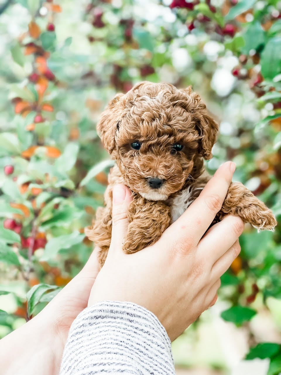 A person gently cradling a tiny brown puppy in their hands, showcasing a heartwarming bond.