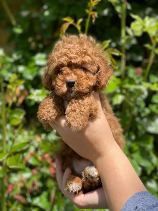 A person holds a precious brown puppy, its fur soft and its eyes bright with curiosity.