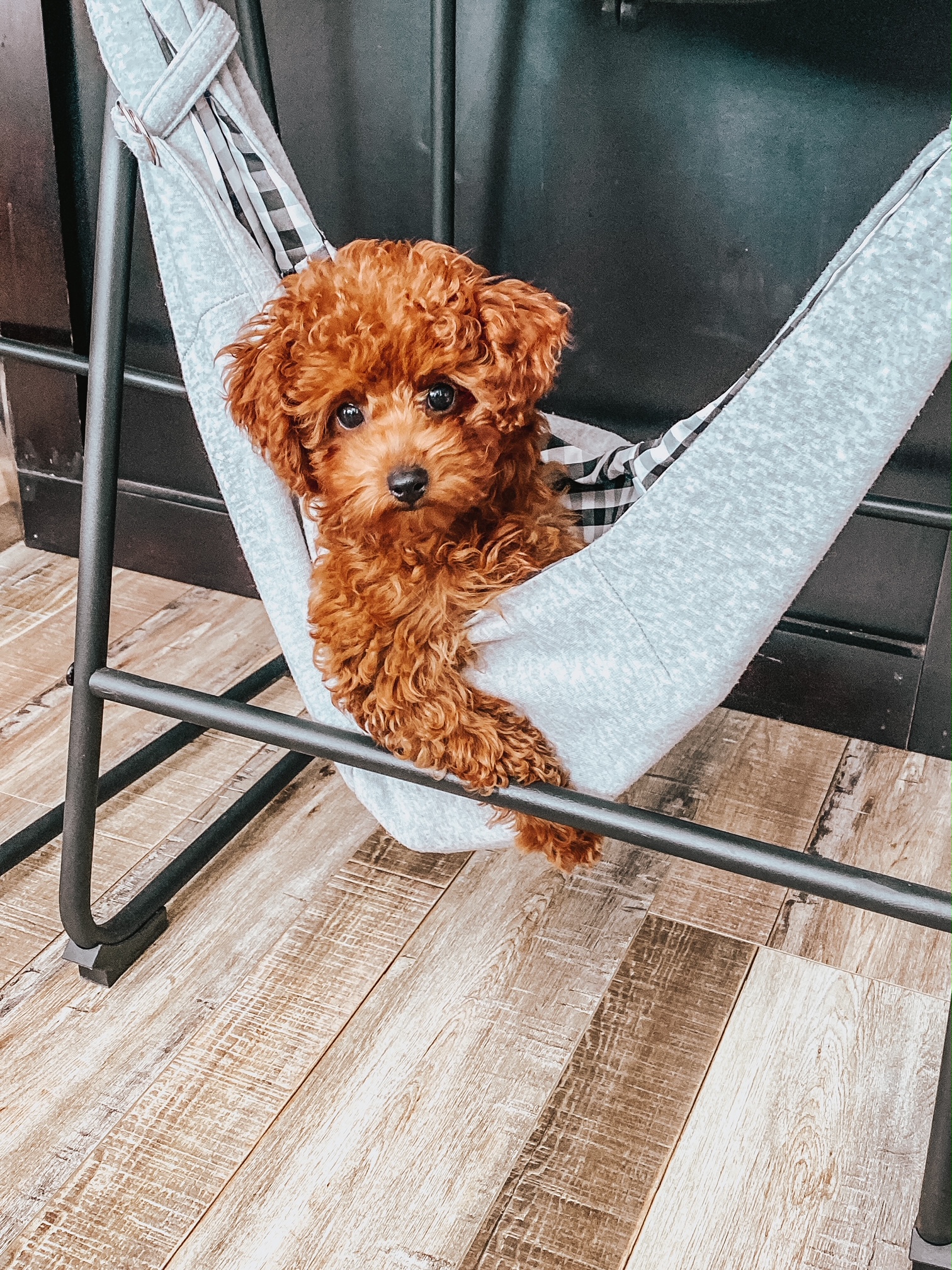 Doodle Dog Breeder Little Teton Doodles Poodle