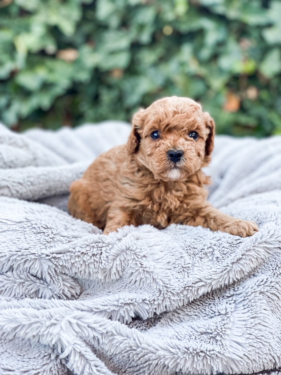 A small brown puppy with adorable eyes sits calmly on a soft blanket, displaying its innocent charm.