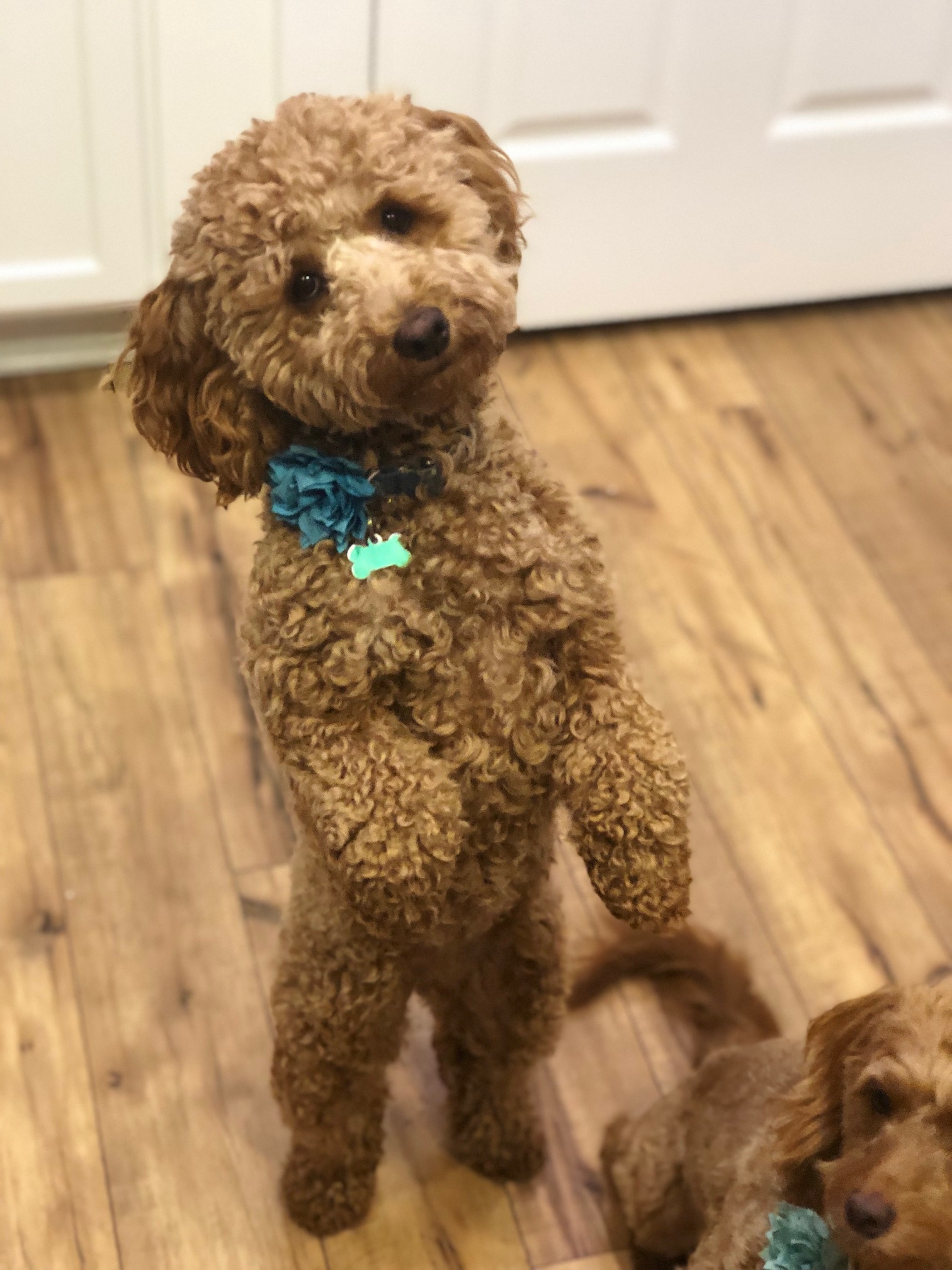 Two brown poodle dogs, with their hind legs upright, stand side by side, displaying their elegant posture.