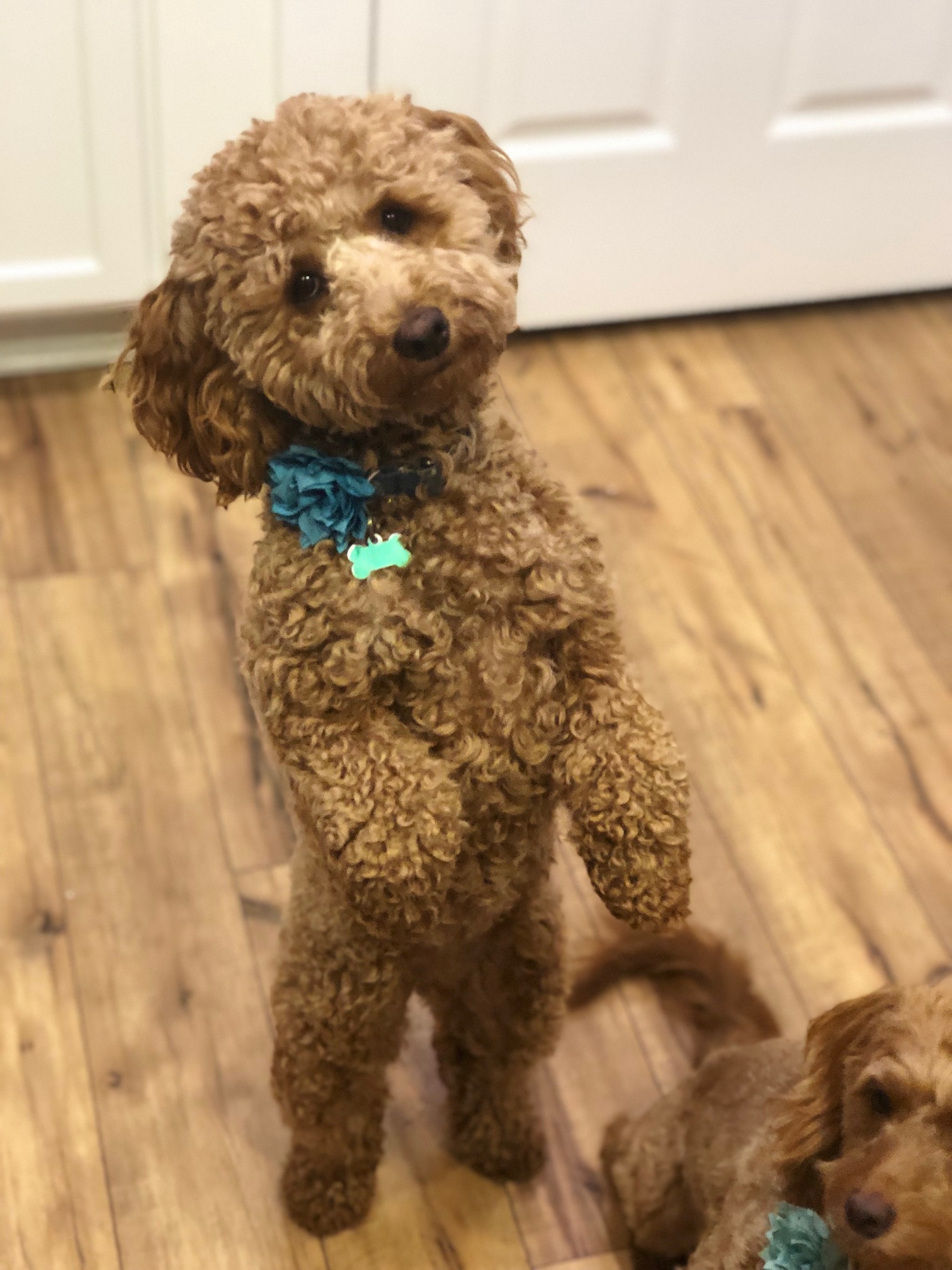 A Bernedoodle with a white and black color combination