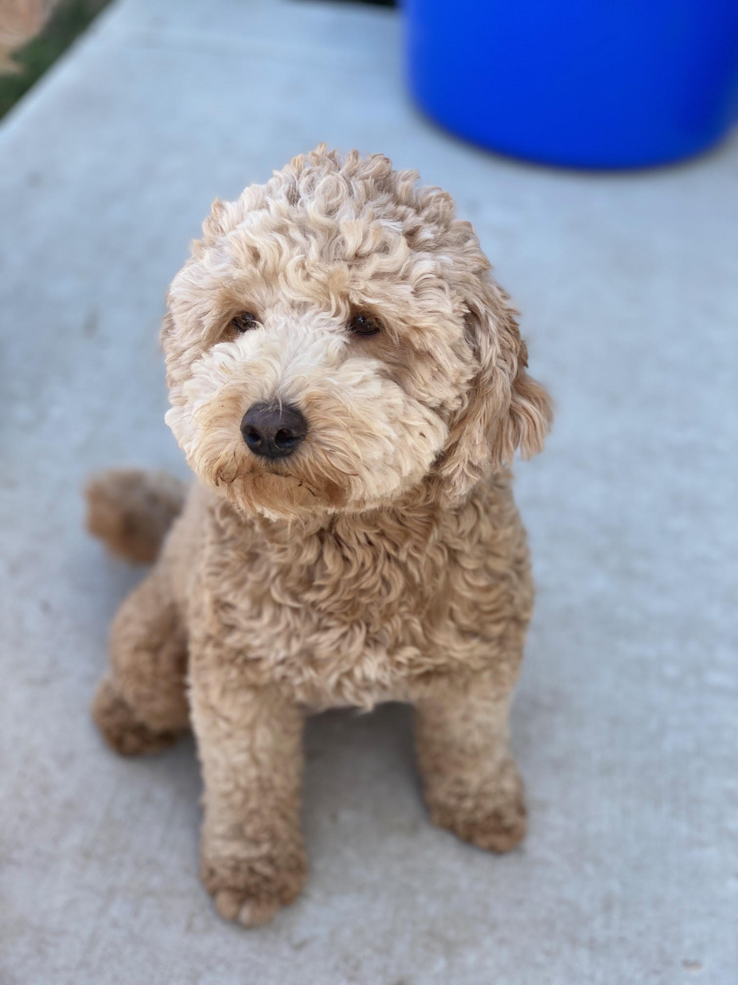 Freya & Little Bear | Goldendoodle Little Teton Doodles Doodle Dog Breeder