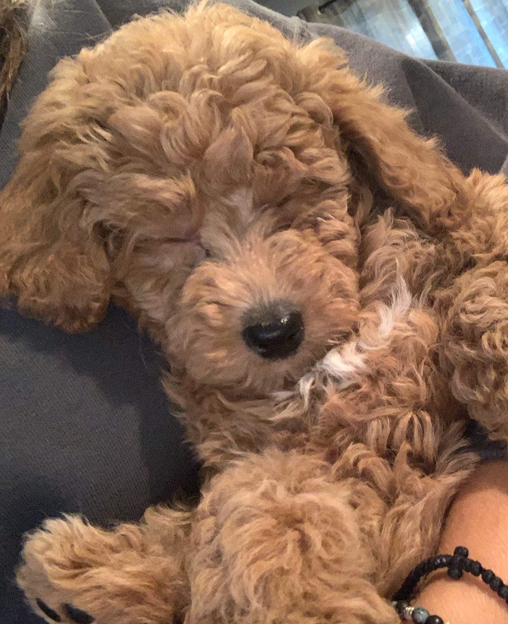 A cute sleeping doodle puppy.