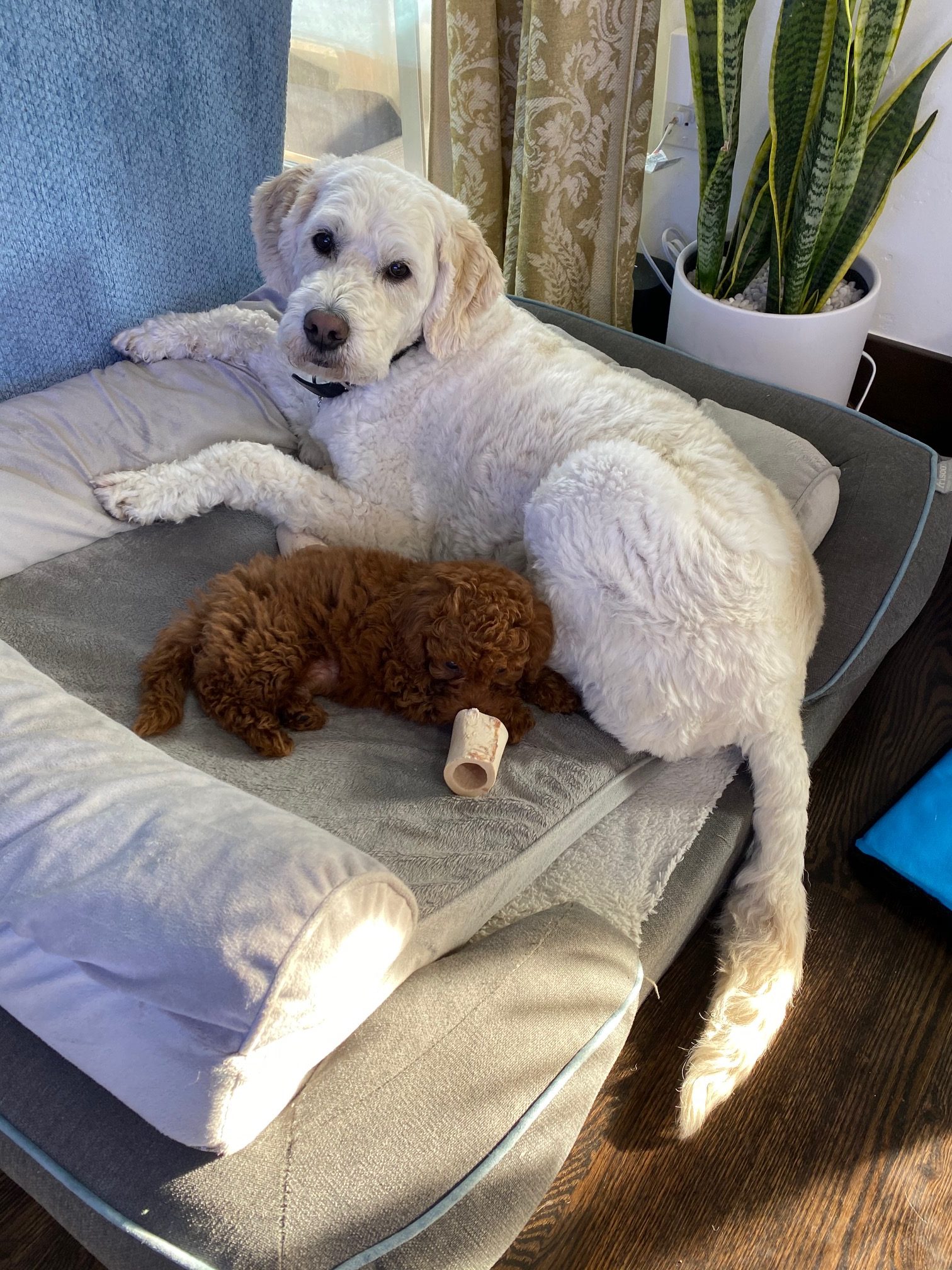 A mature dog peacefully resting on a comfortable bed alongside a young and adorable puppy.