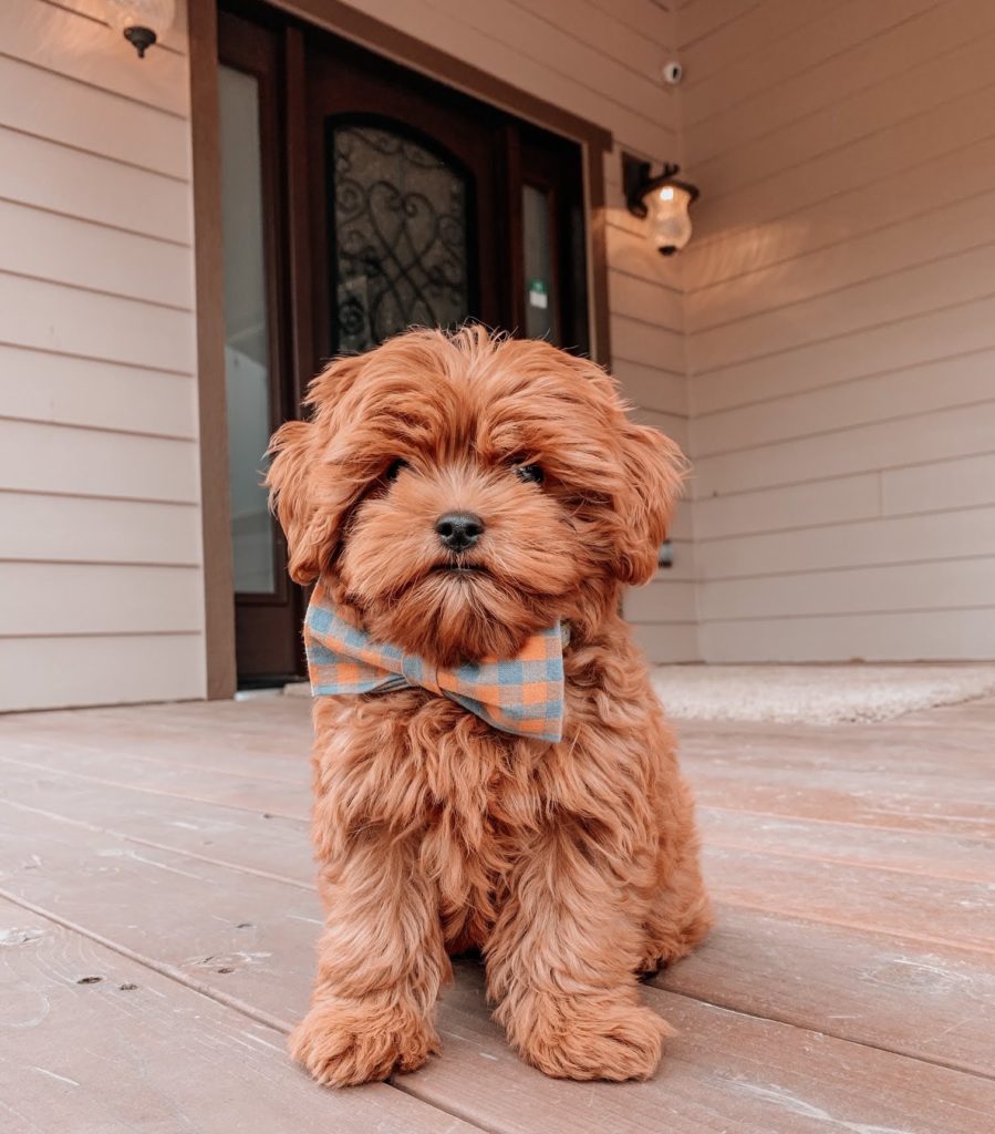 Cavoodles with Checked Orange Gray Ribbon
