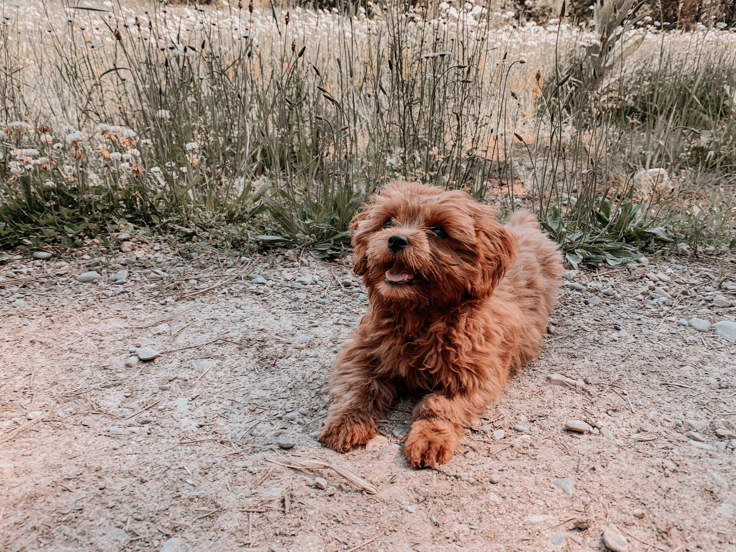 Toy clearance cavoodle adults