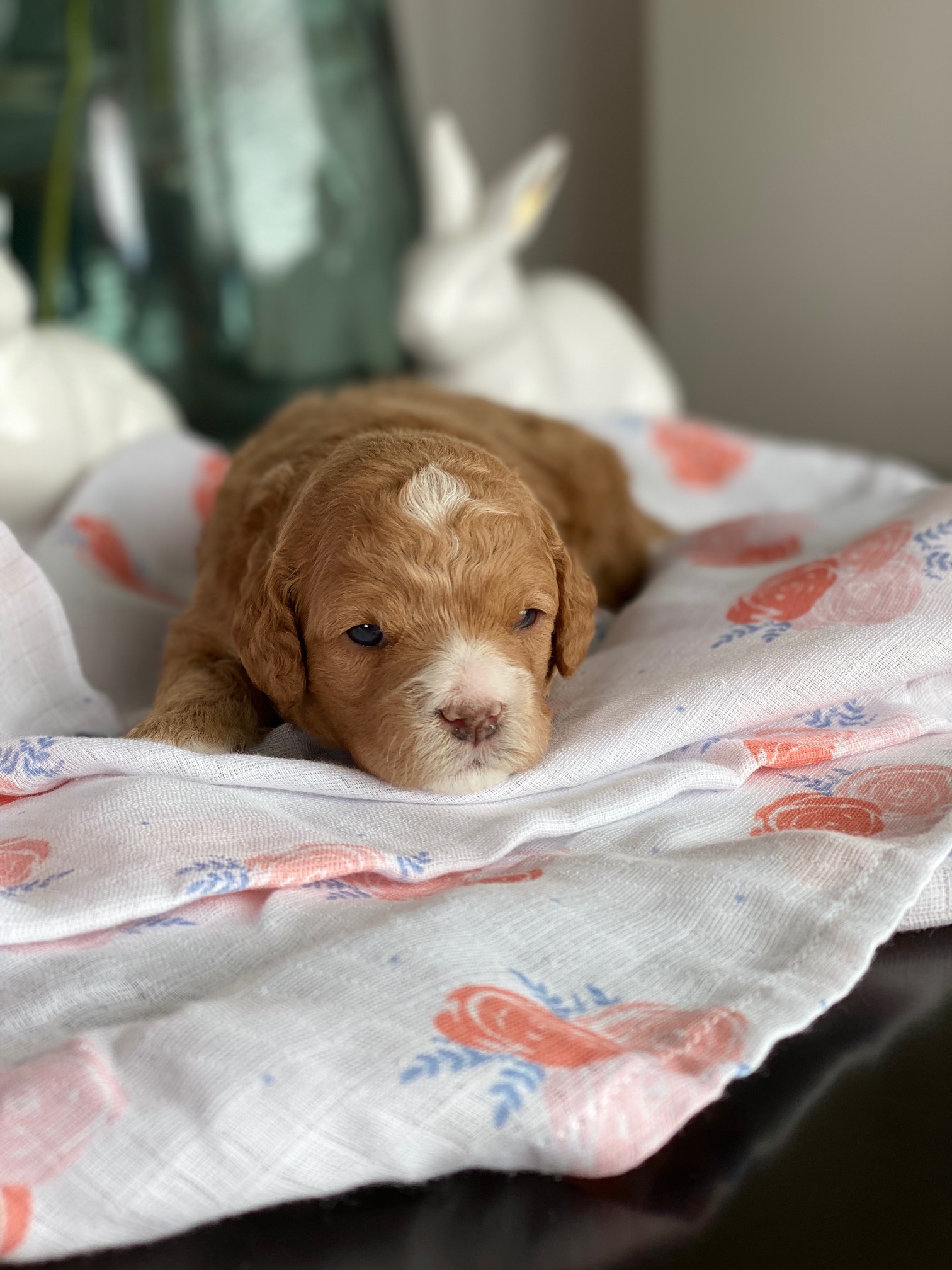 Cavoodle brown puppy peacefully rests on a soft blanket