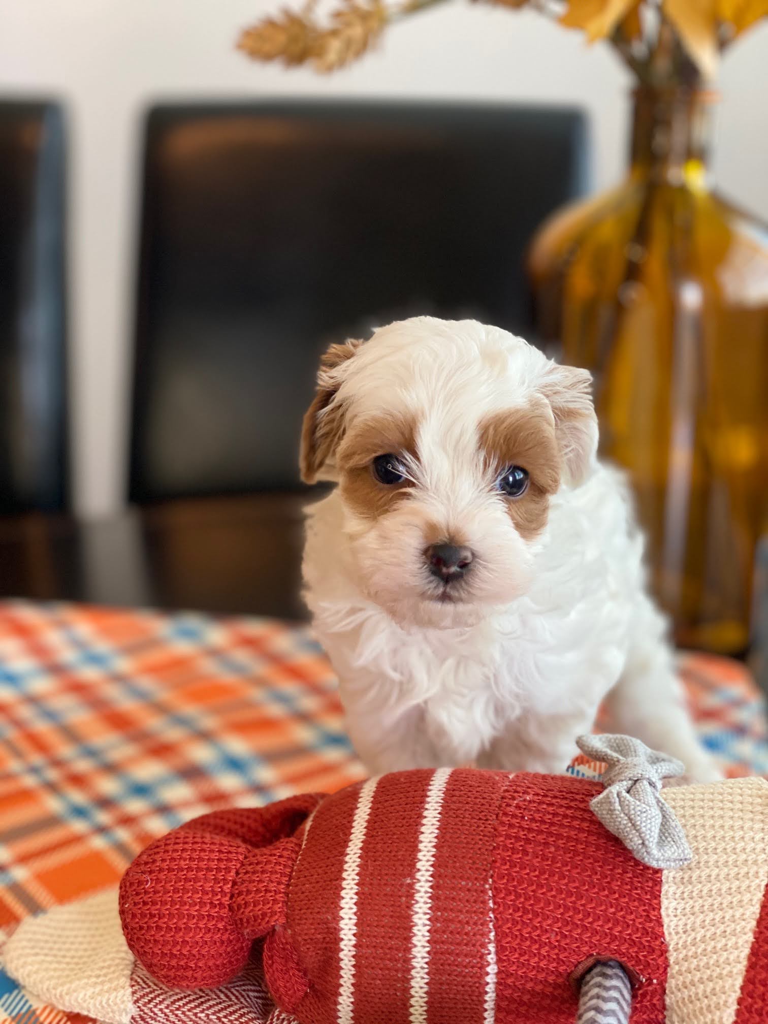 A small white dog calmly seated on a blanket adorned with red and white stripes.