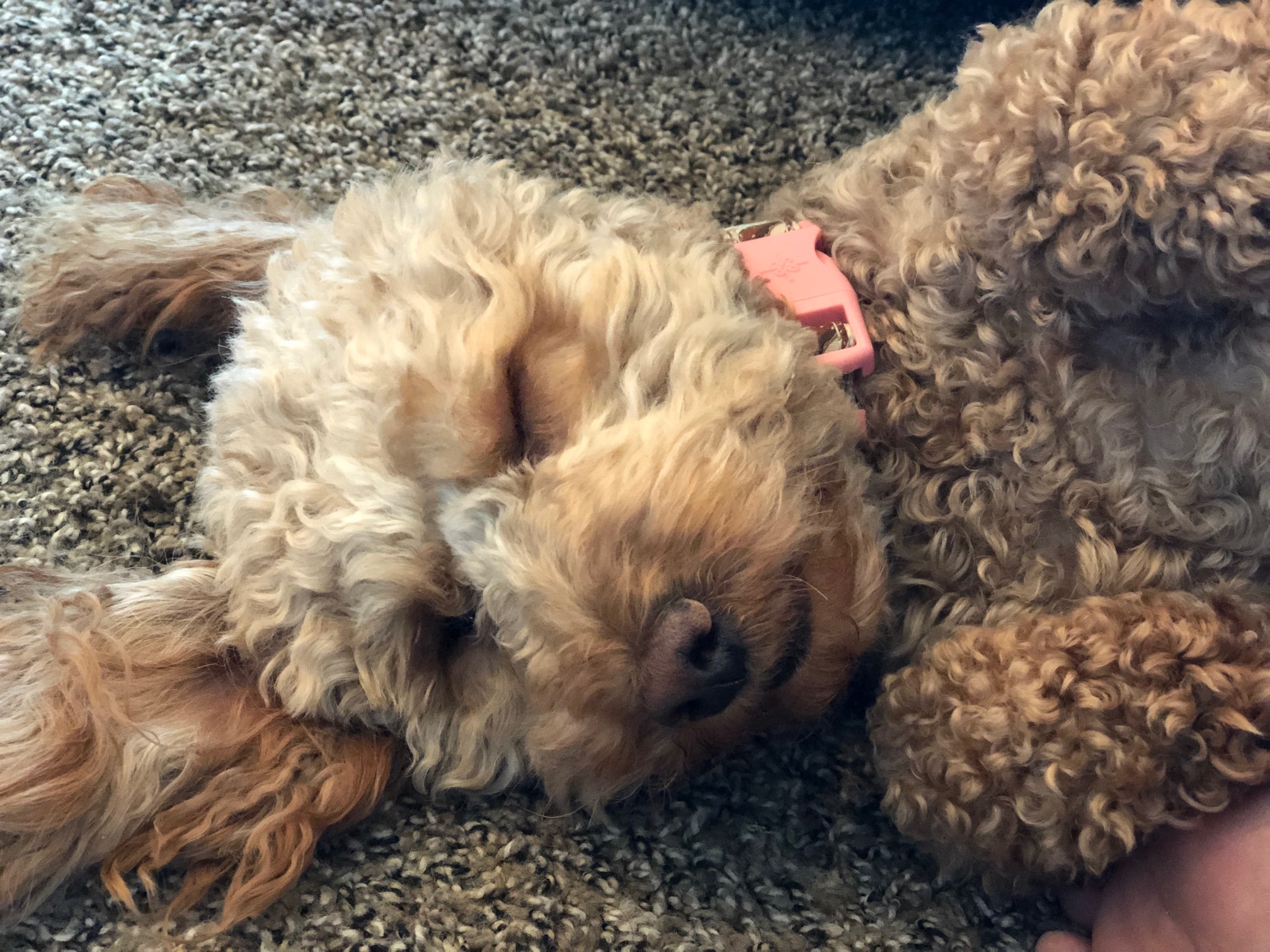 An adult poodle reclining on the floor, with its head resting on the surface