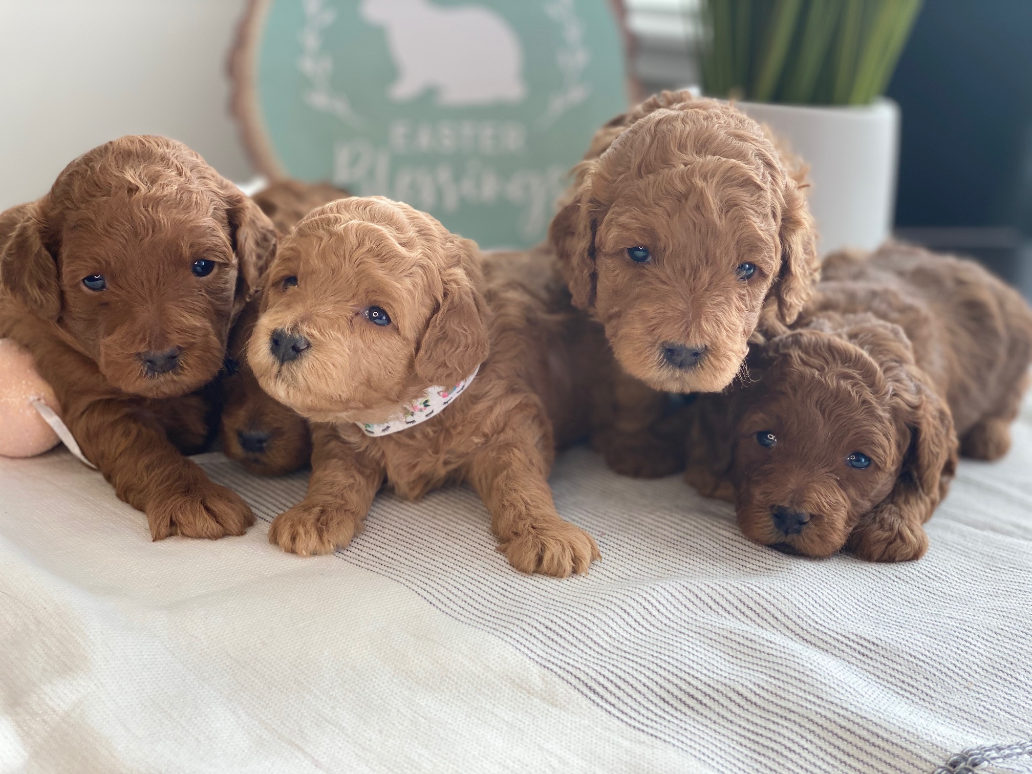 four toy puppies ready to be adopted
