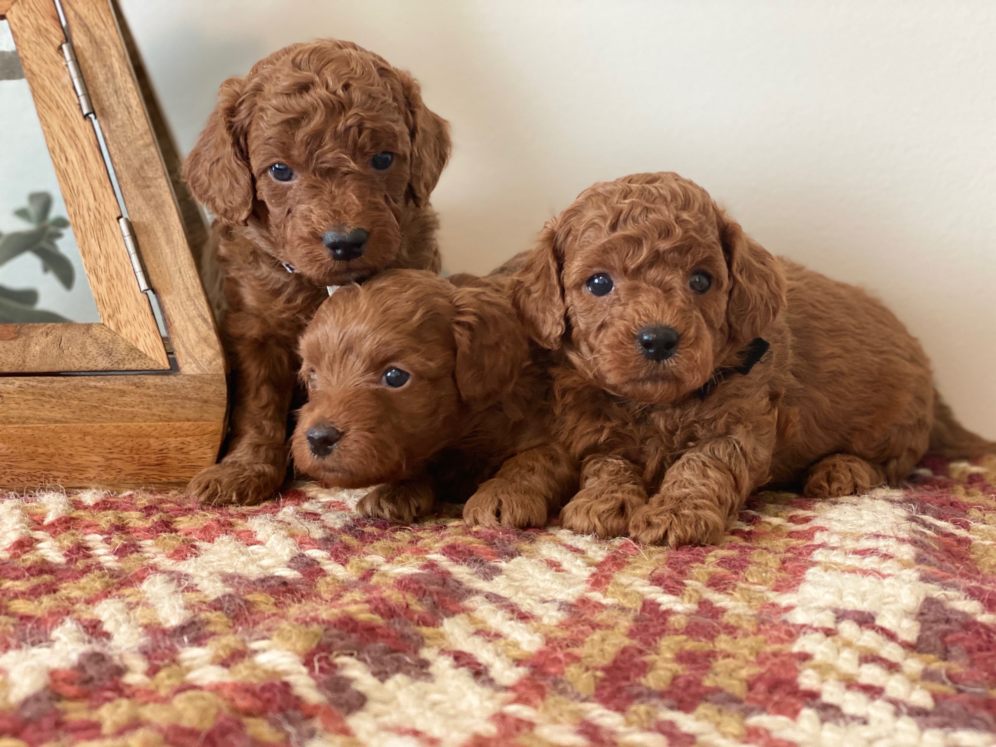 Three young brown poodle puppies are sitting on a soft rug, looking up at the camera with curious expressions. - How To Care For Goldendoodle Puppies