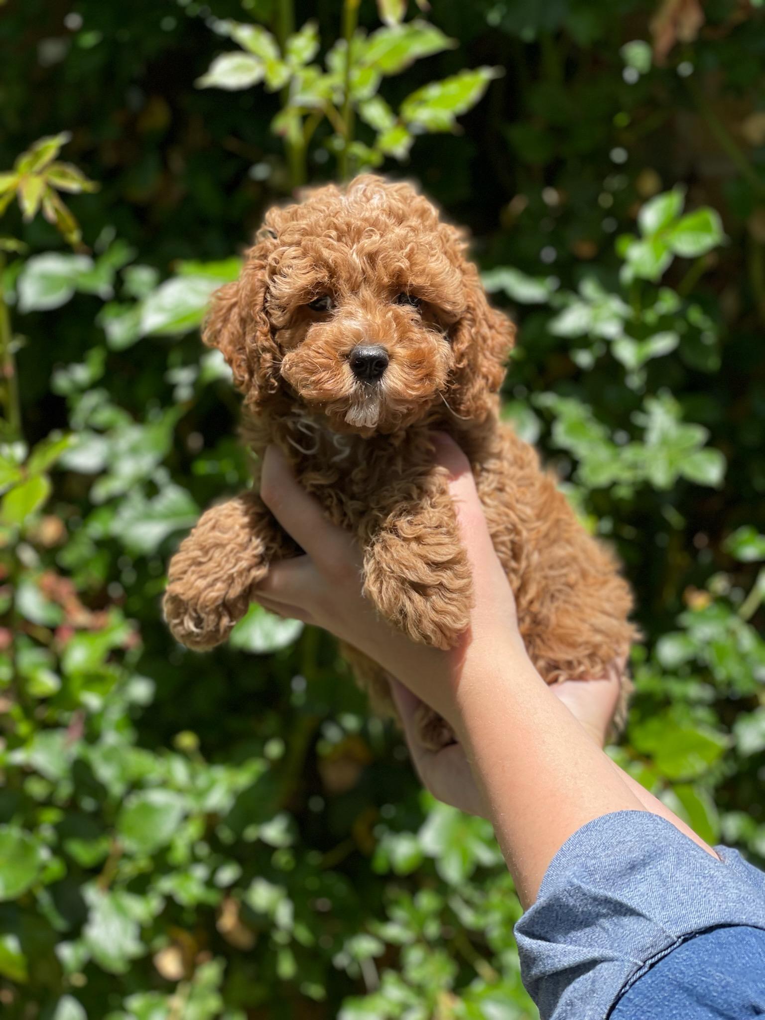 A person holds a precious brown puppy, its fur soft and its eyes bright with curiosity.