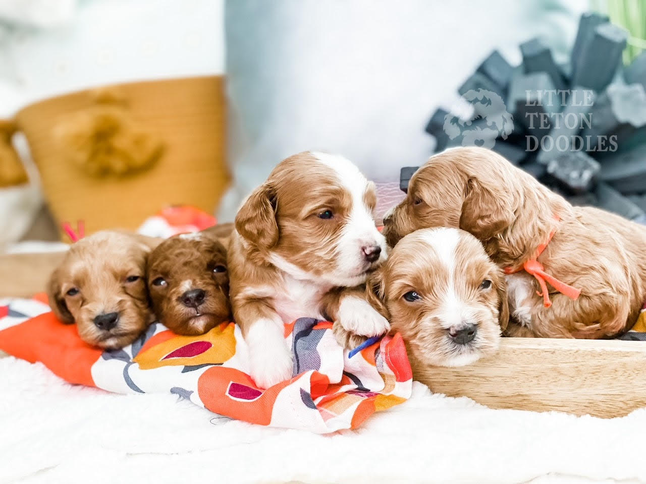 A quartet of playful puppies are nestled in a rustic wooden box, their fluffy coats on full display.