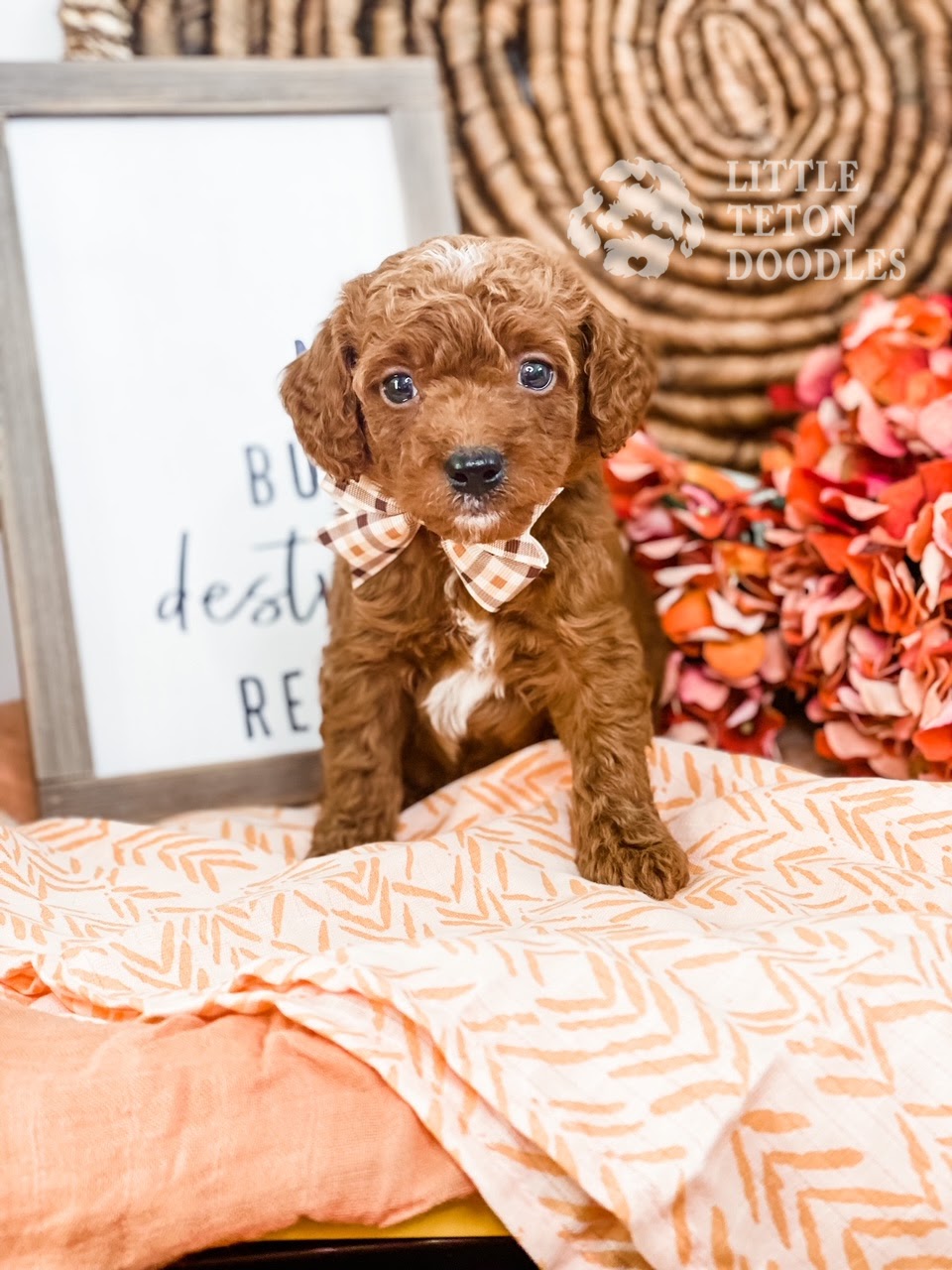 A Bernedoodle with a white and black color combination