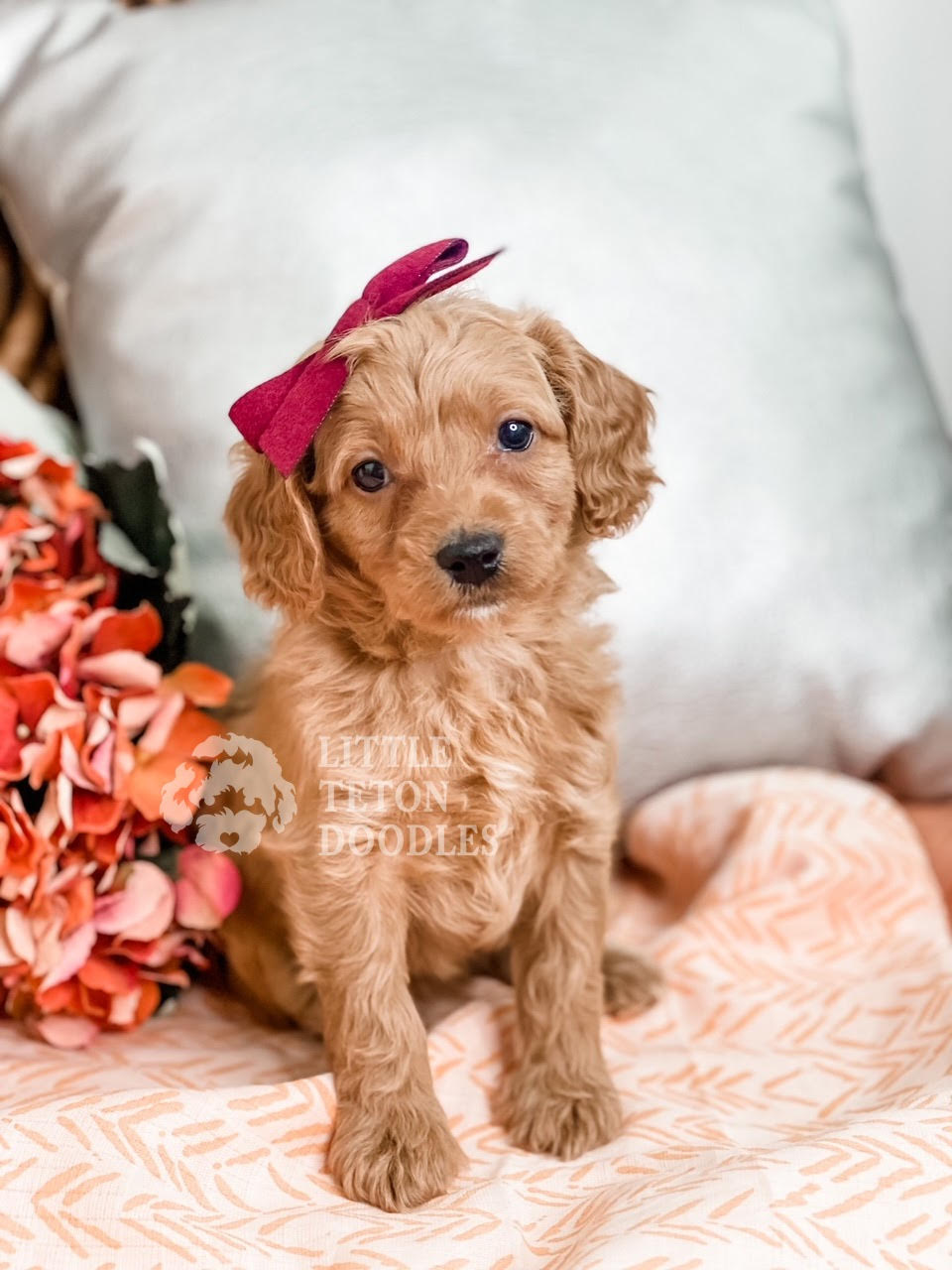A tiny brown puppy with a red bow adorably perched on a bed, looking up with innocent eyes.
