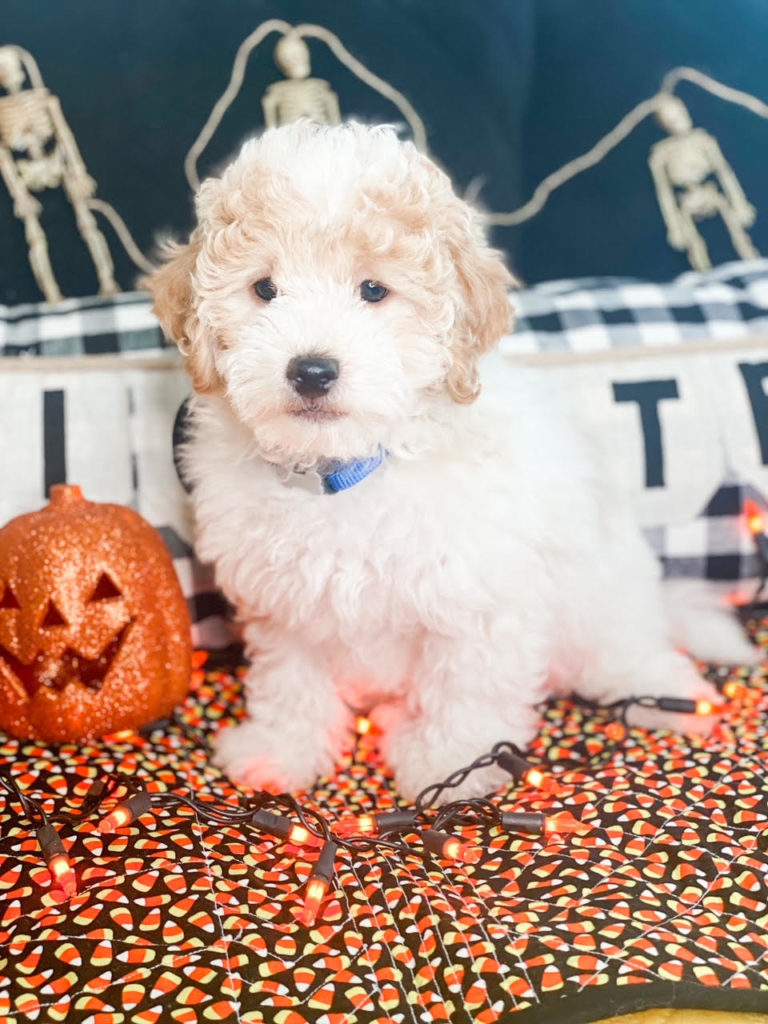 halloween tips for dogs