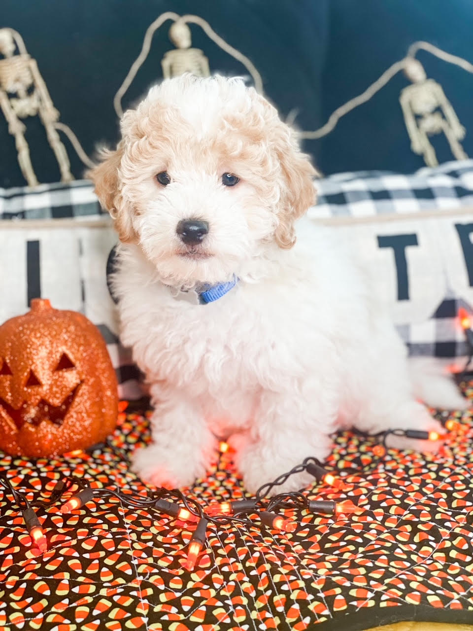 A white puppy sits on a pillow adorned with a pumpkin and Halloween decorations.