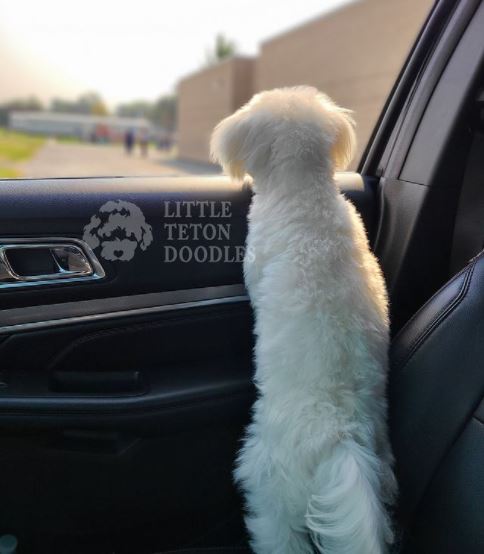 A white dog calmly seated in the rear seat of a vehicle.