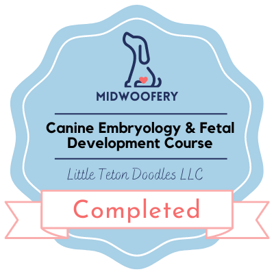 Midwoofery Fetal Development Course Badge