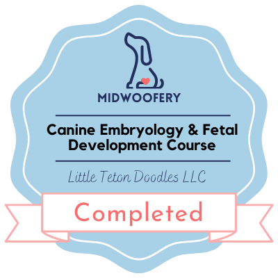 A promotional banner for a comprehensive course on canine embryology and pet development.