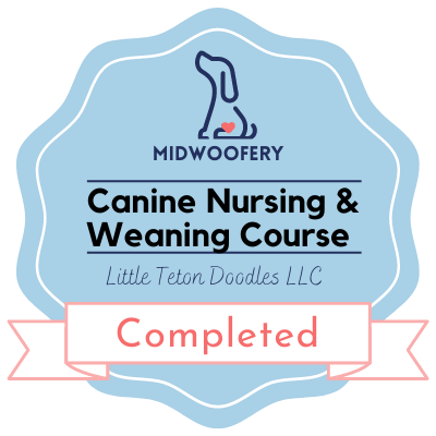 A comprehensive course on canine nursing and weaning, covering all aspects of caring for and transitioning puppies to solid food.