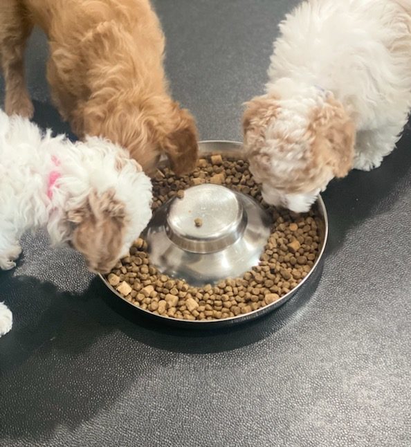 A trio of adorable puppies feasting together on a delectable meal served in a bowl.