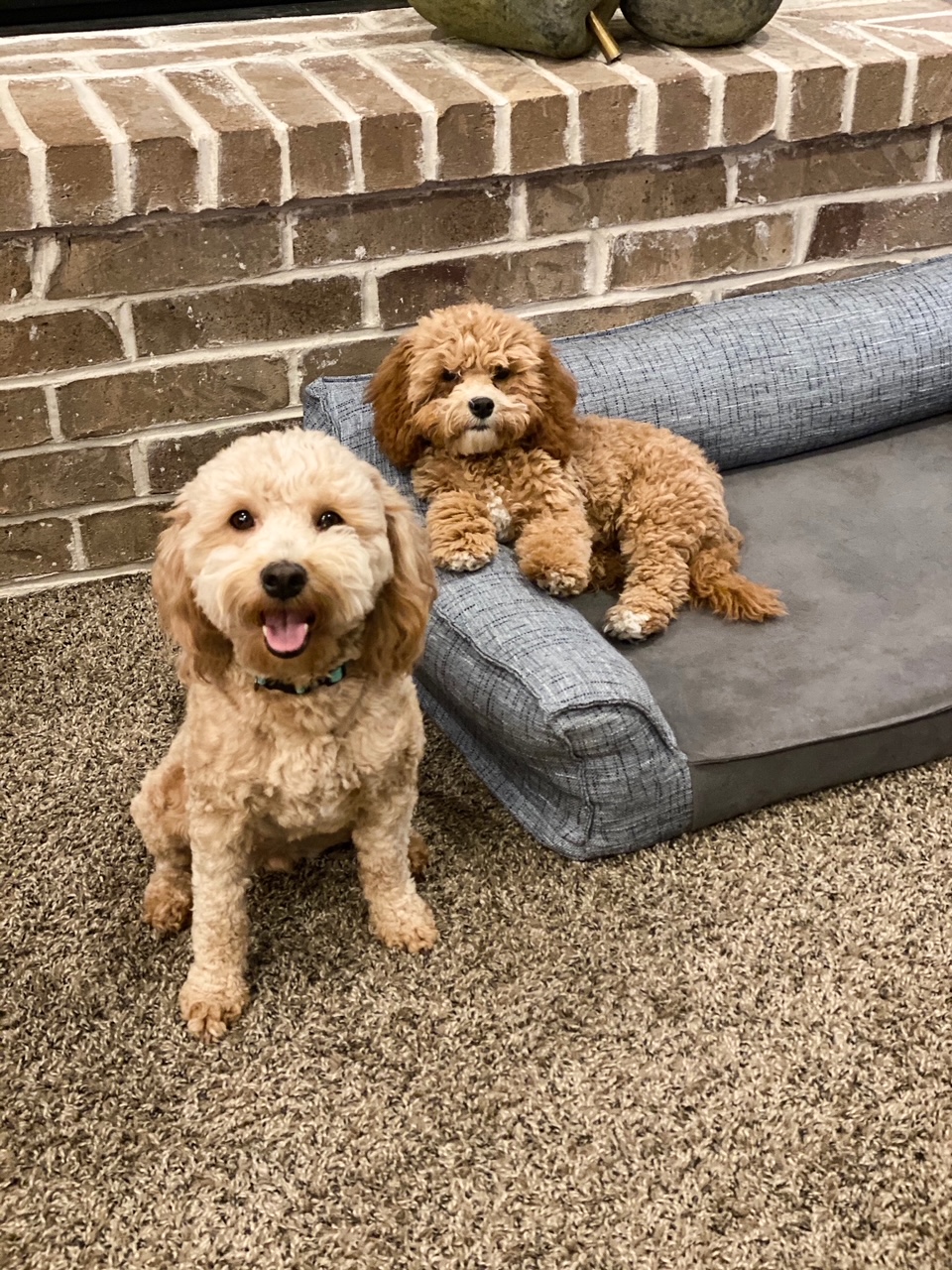 A pair of dogs, one with floppy ears and one with pointy ears, relax on a sofa next to a textured brick wall.