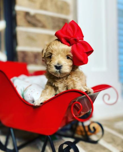 christmas puppy