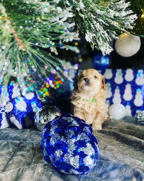A small dog sits beneath a Christmas tree adorned with blue and silver ornaments, creating a festive ambiance.